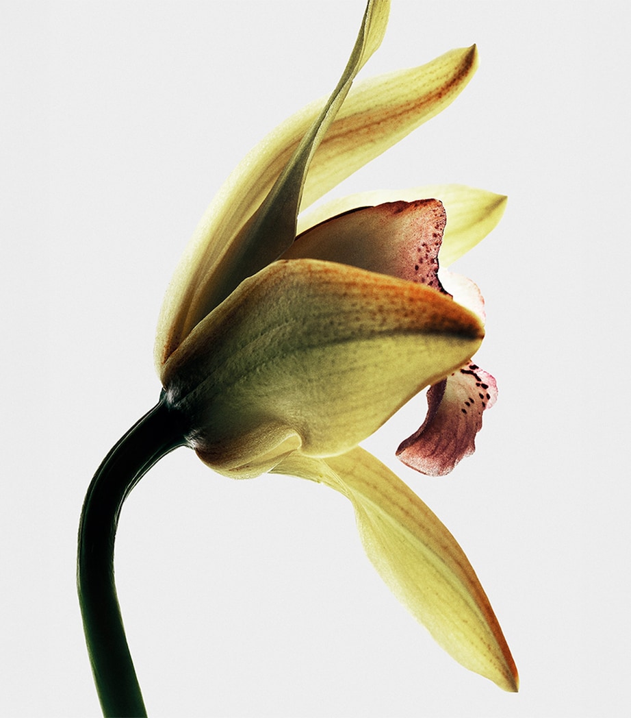 Roasted Vanilla Eau de Parfum (100ml) NO COLOUR Image 3