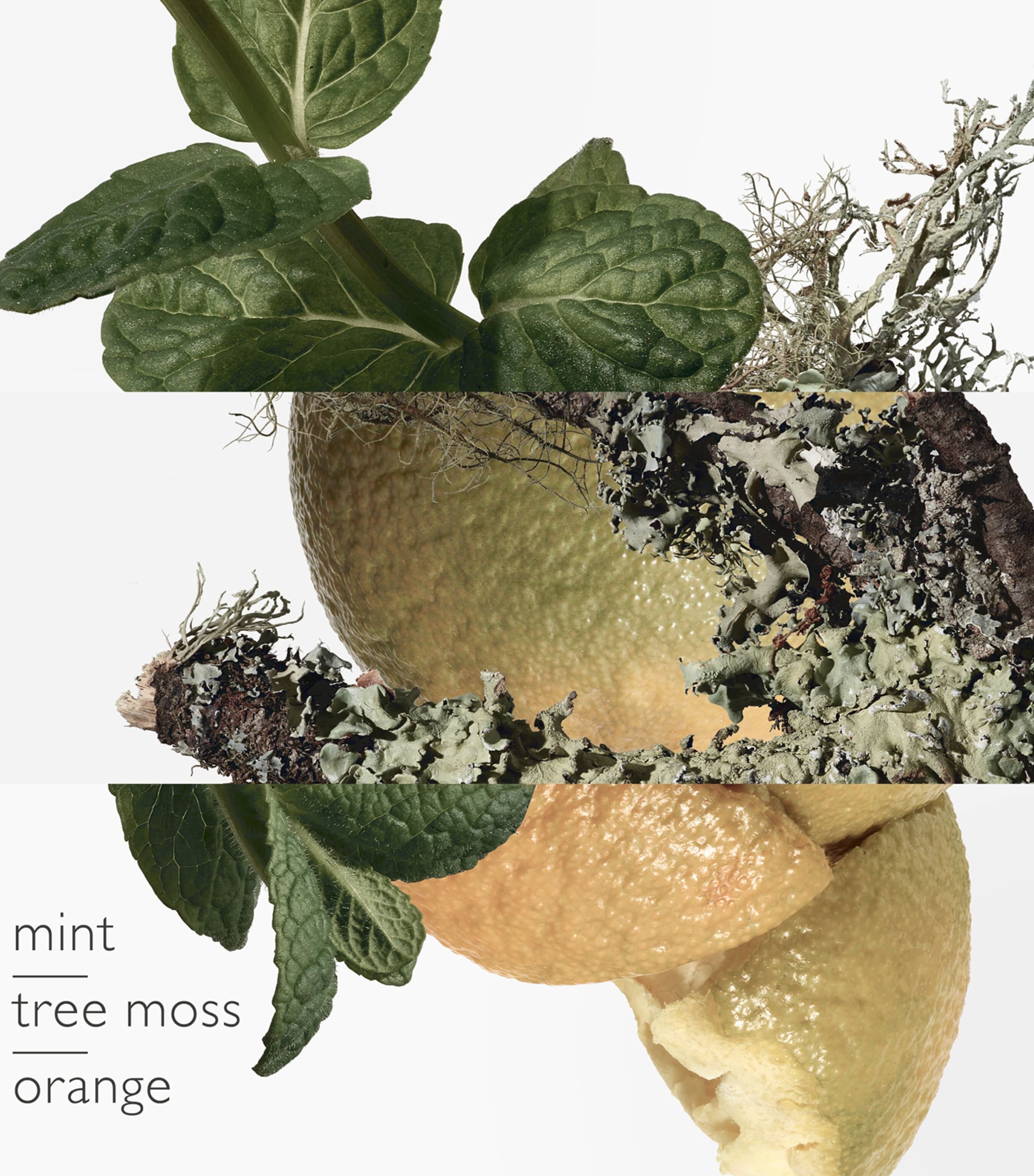 Eau D'orange Verte Eau de Cologne (100ml) NO COLOUR Image 3