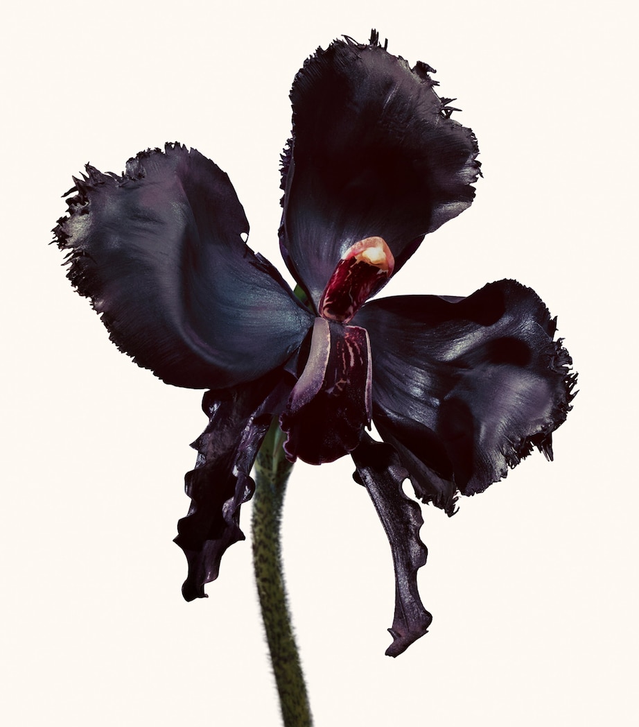 Black Orchid Reserve Eau de Parfum (100ml) NO COLOUR Image 2