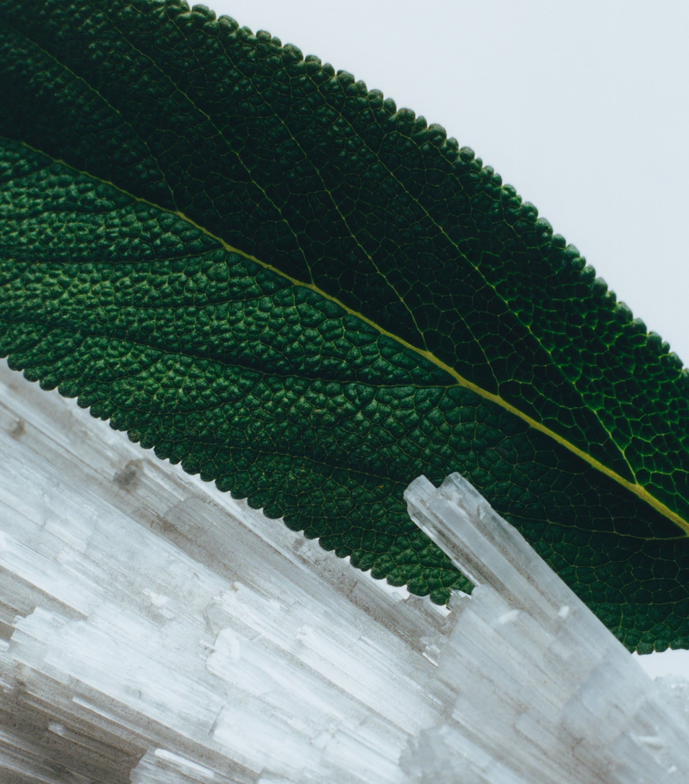 Pomegranate Noir Cologne (9ml) NO COLOUR Image 3