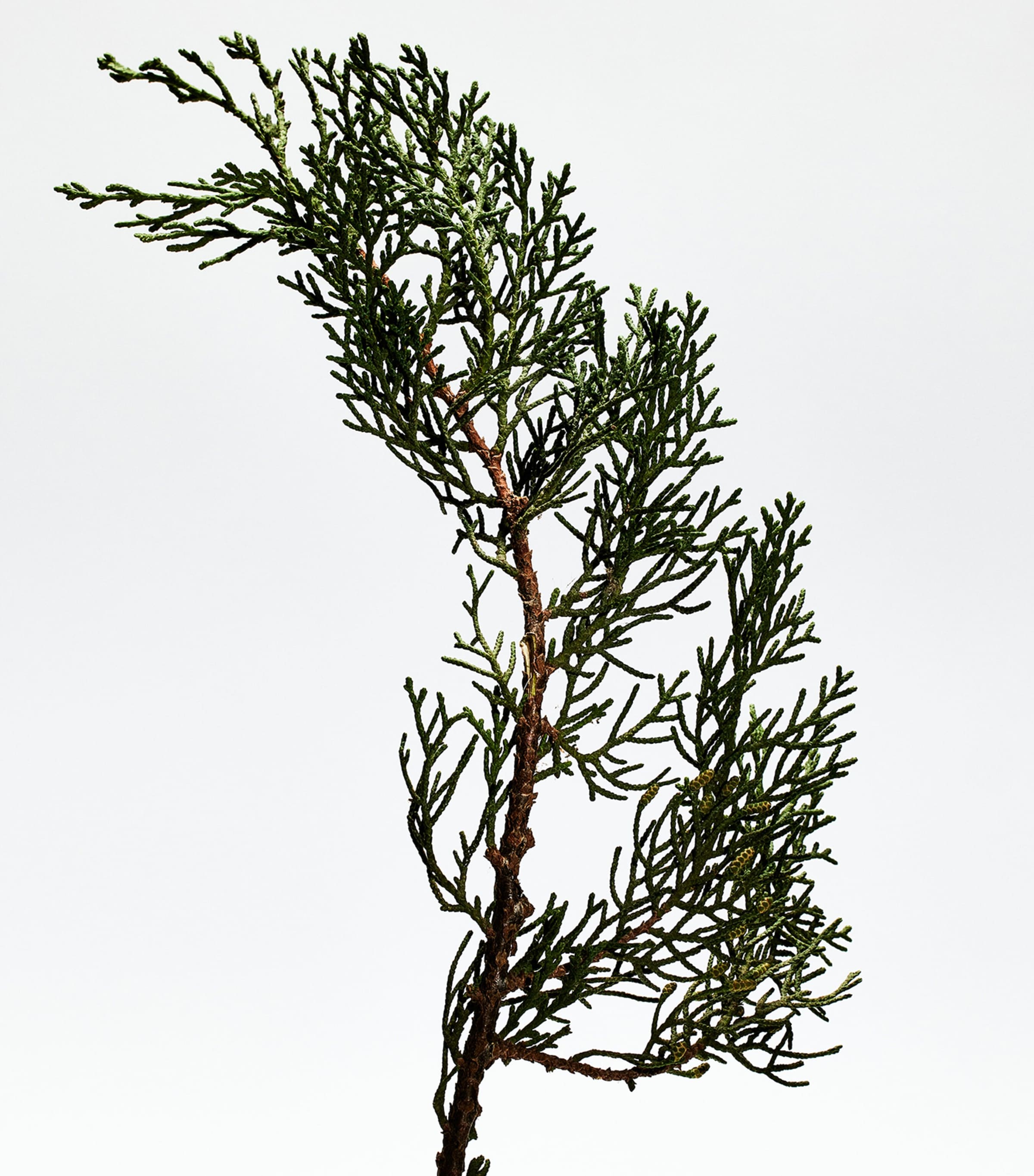 Loewe 001 Man Eau de Parfum (100ml) NO COLOUR Image 3