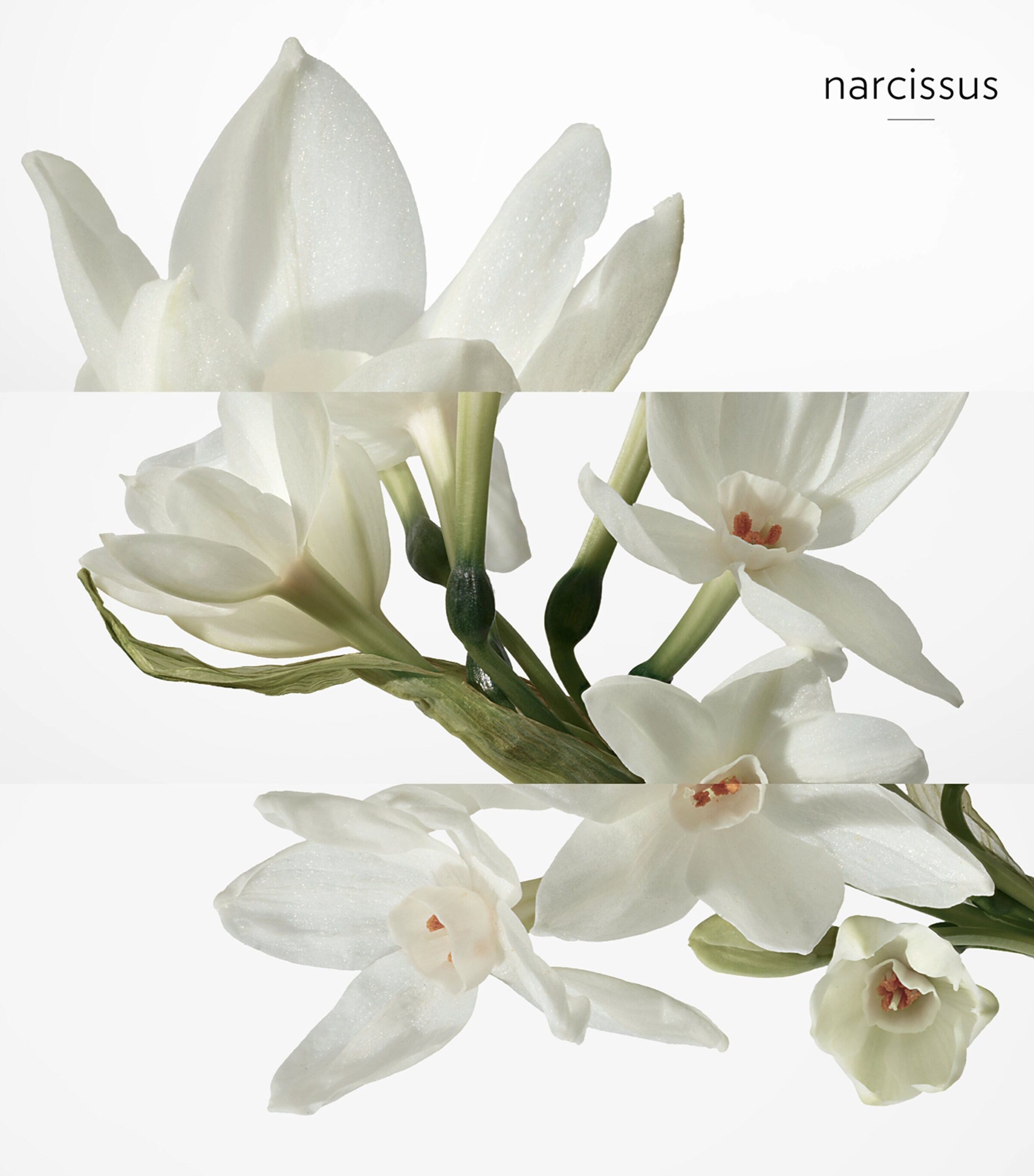 H24 Eau de Toilette (50ml) NO COLOUR Image 6