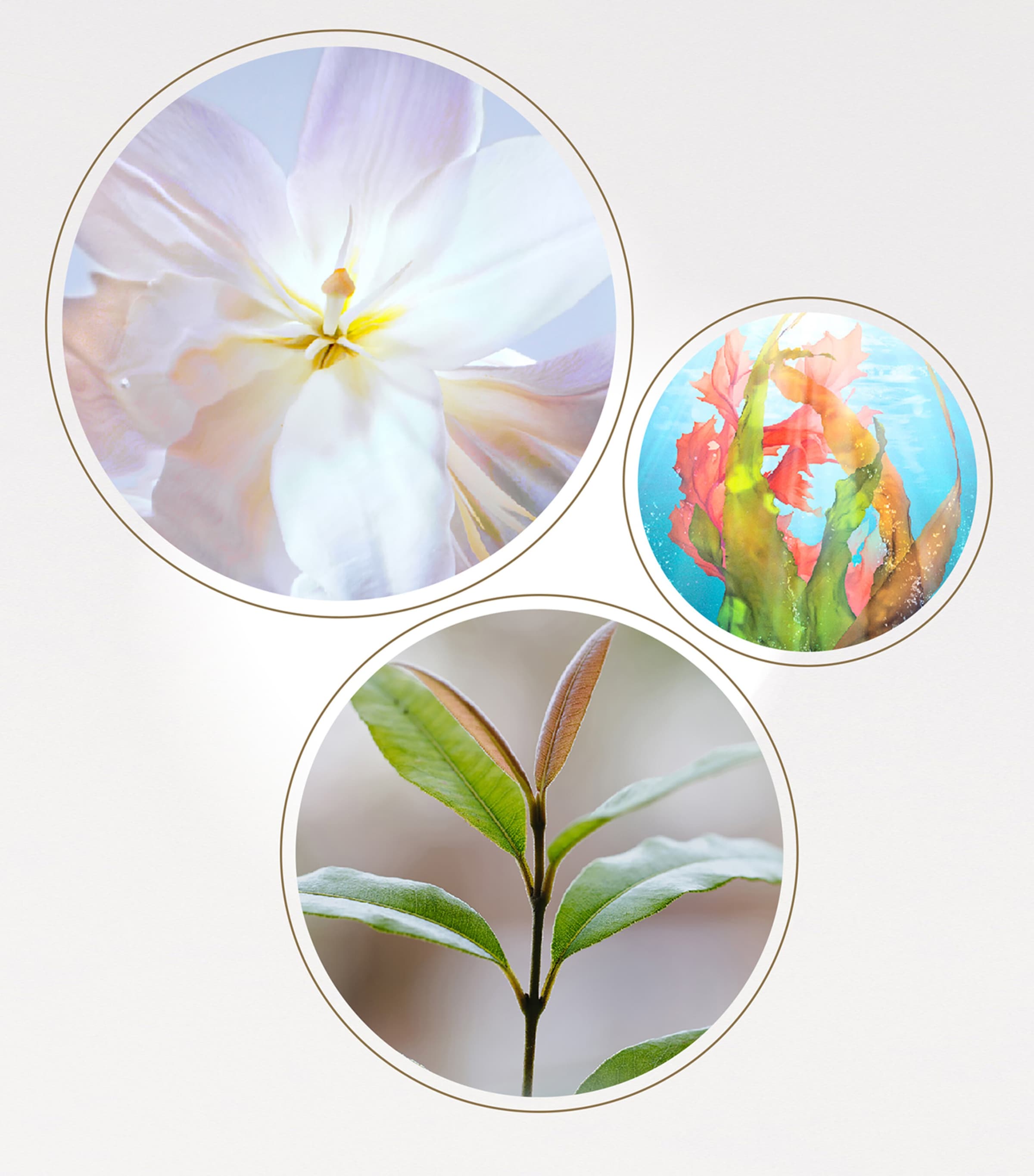 The Icons Collection Gift Set (Worth £989) NO COLOUR Image 7