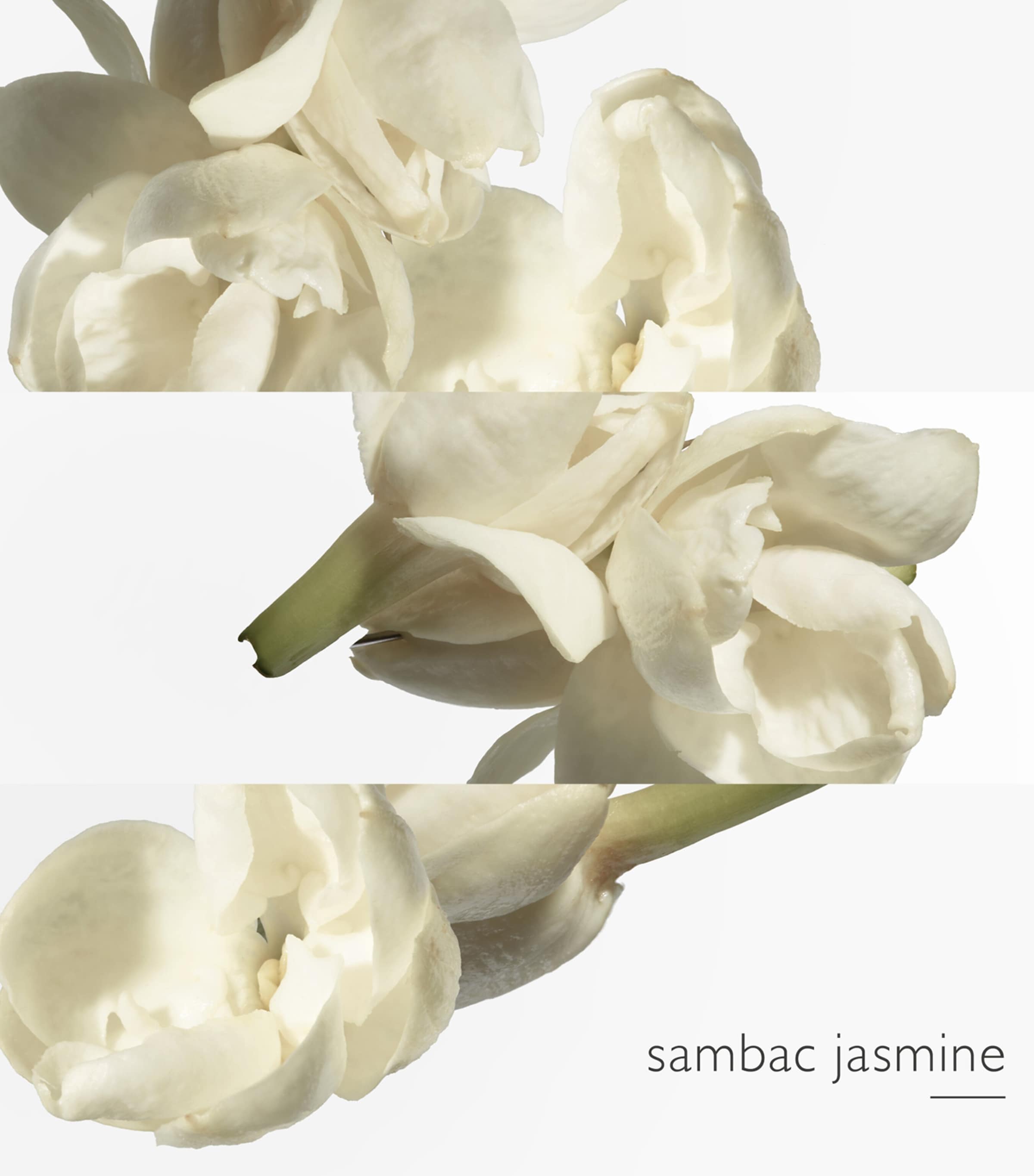 Le Jardin de Monsieur Li Eau de Toilette (100ml) NO COLOUR Image 3