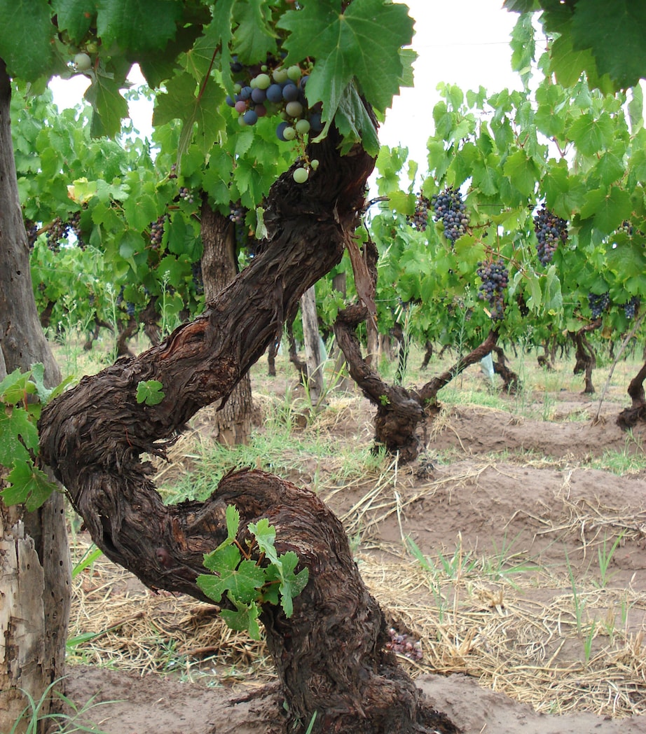 Mundus Bacillus Terra Malbec (2021) - Mendoza, Argentina NO COLOUR Image 4