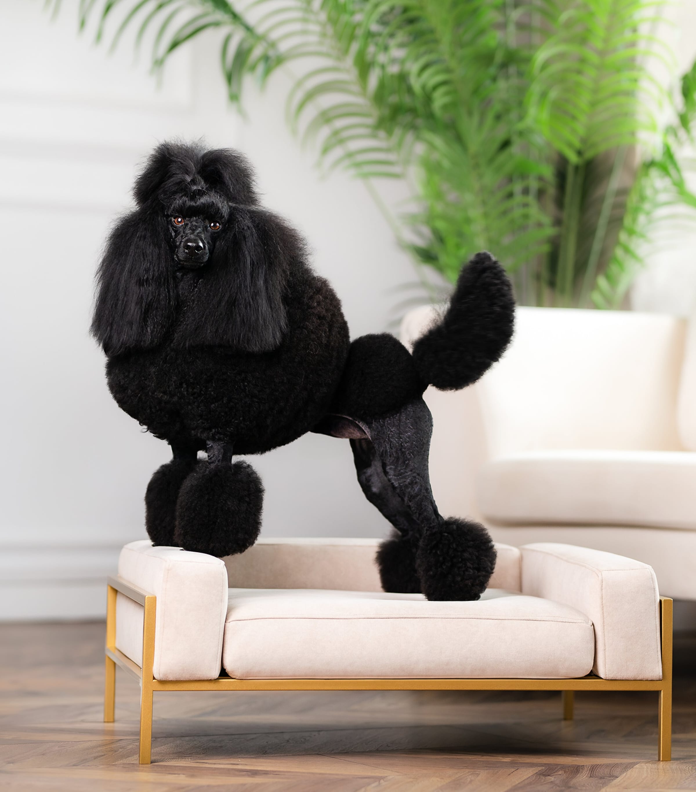 Small Kensington Dog Sofa BEIGE+GOLD Image 5