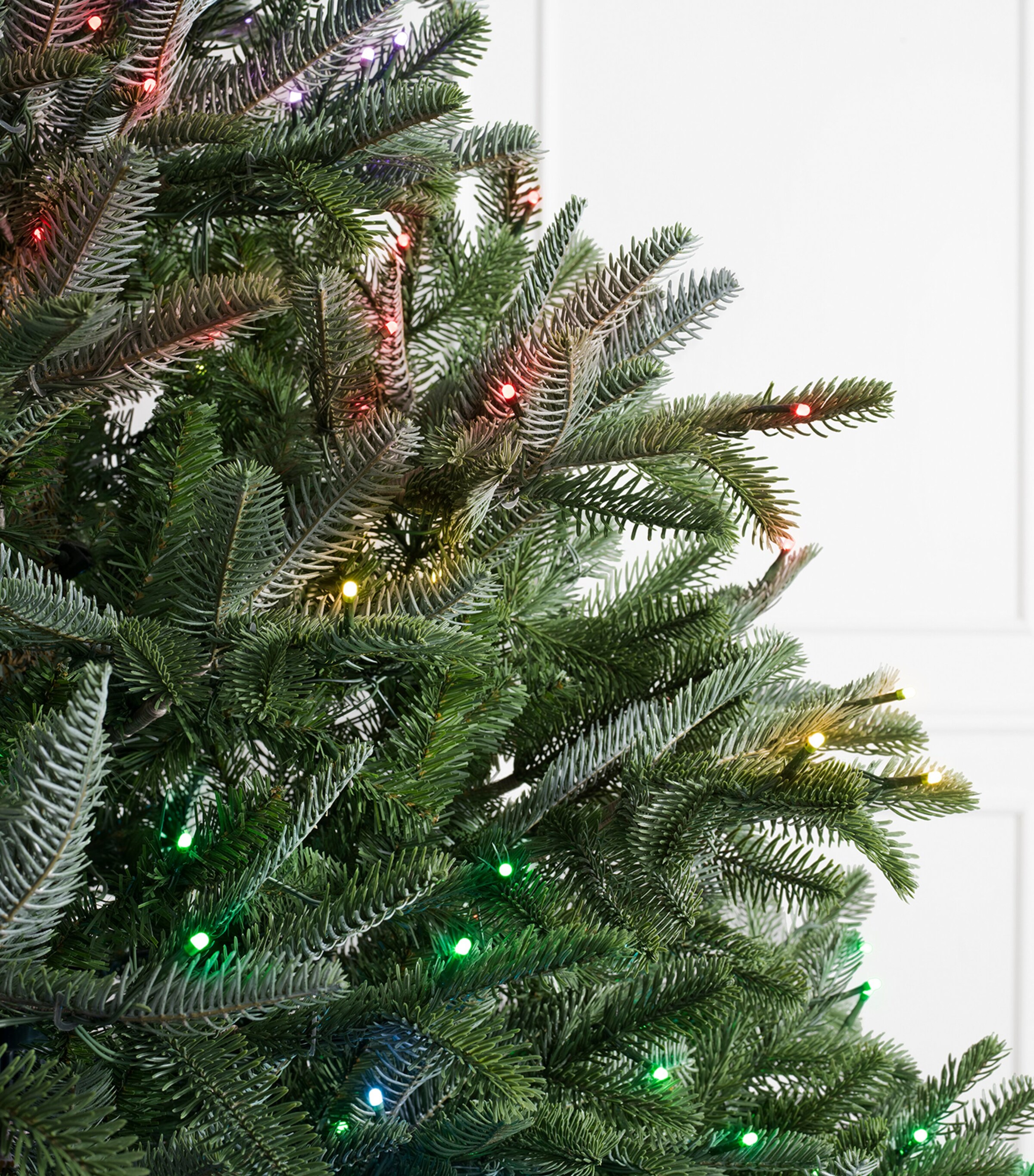 BH Nordmann Fir Twinkly Green Tree (7ft) GREEN Image 2