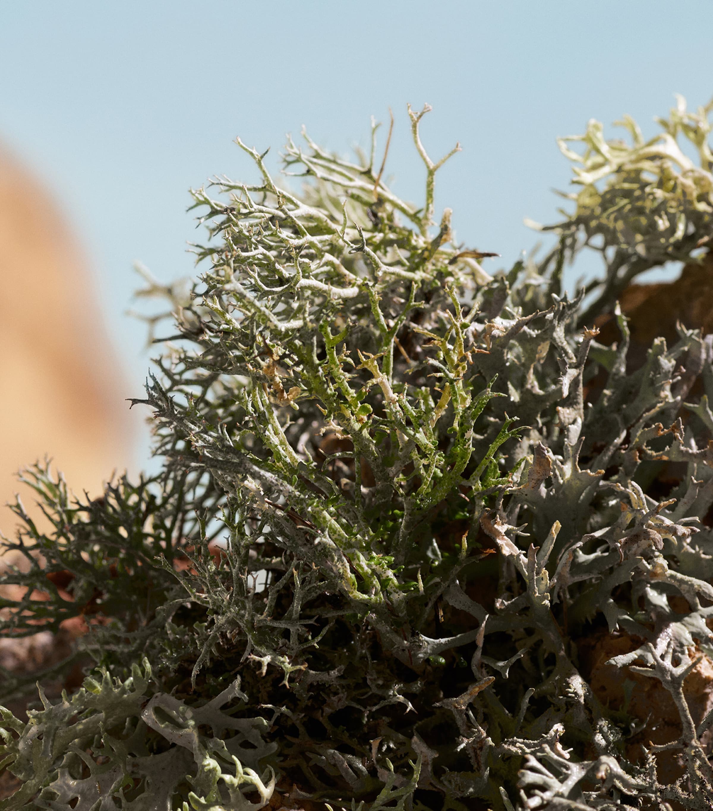 Q Elixir (50ml) NO COLOUR Image 5