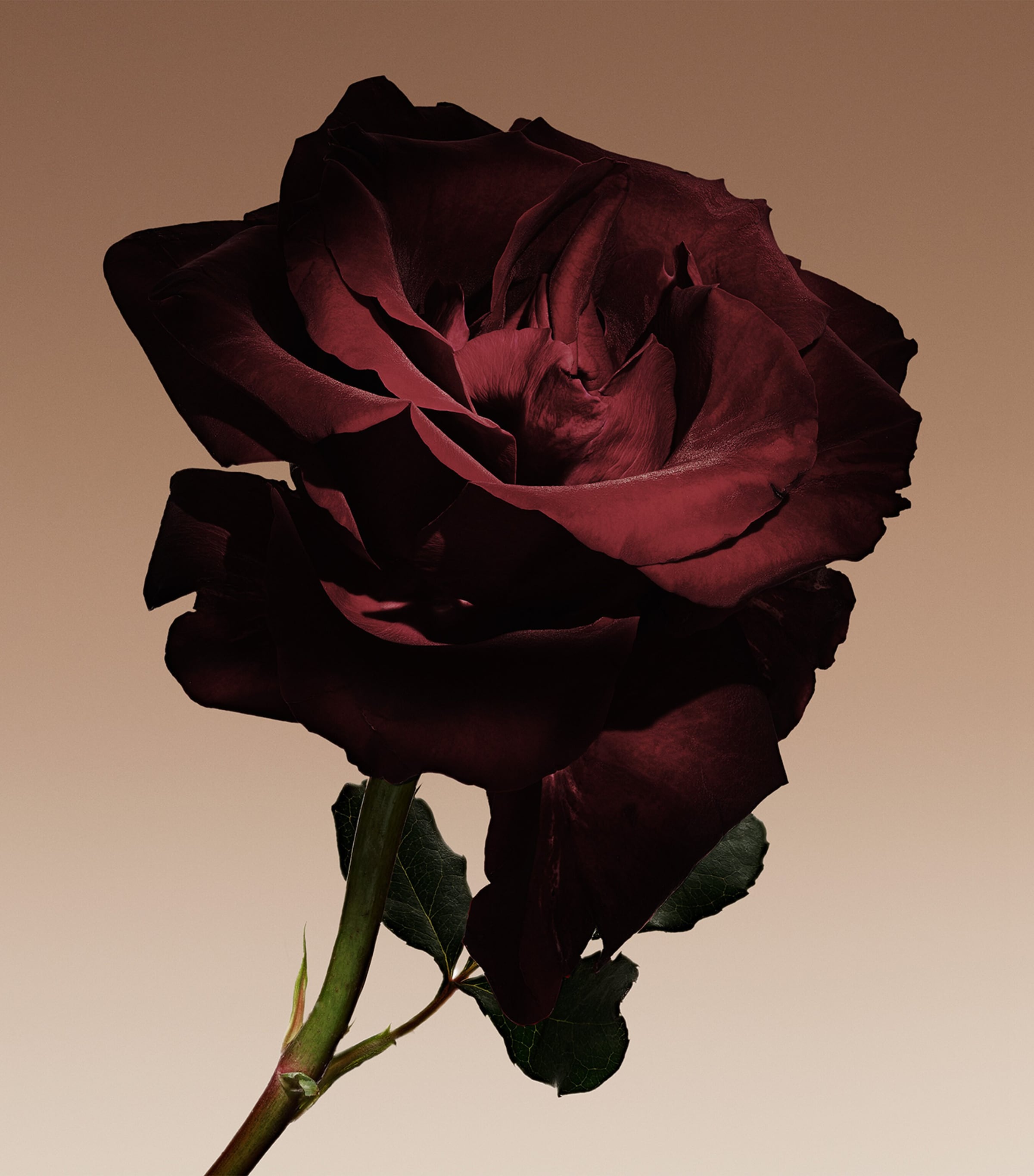 Cuir Nu Eau de Parfum Intense (100ml) NO COLOUR Image 4