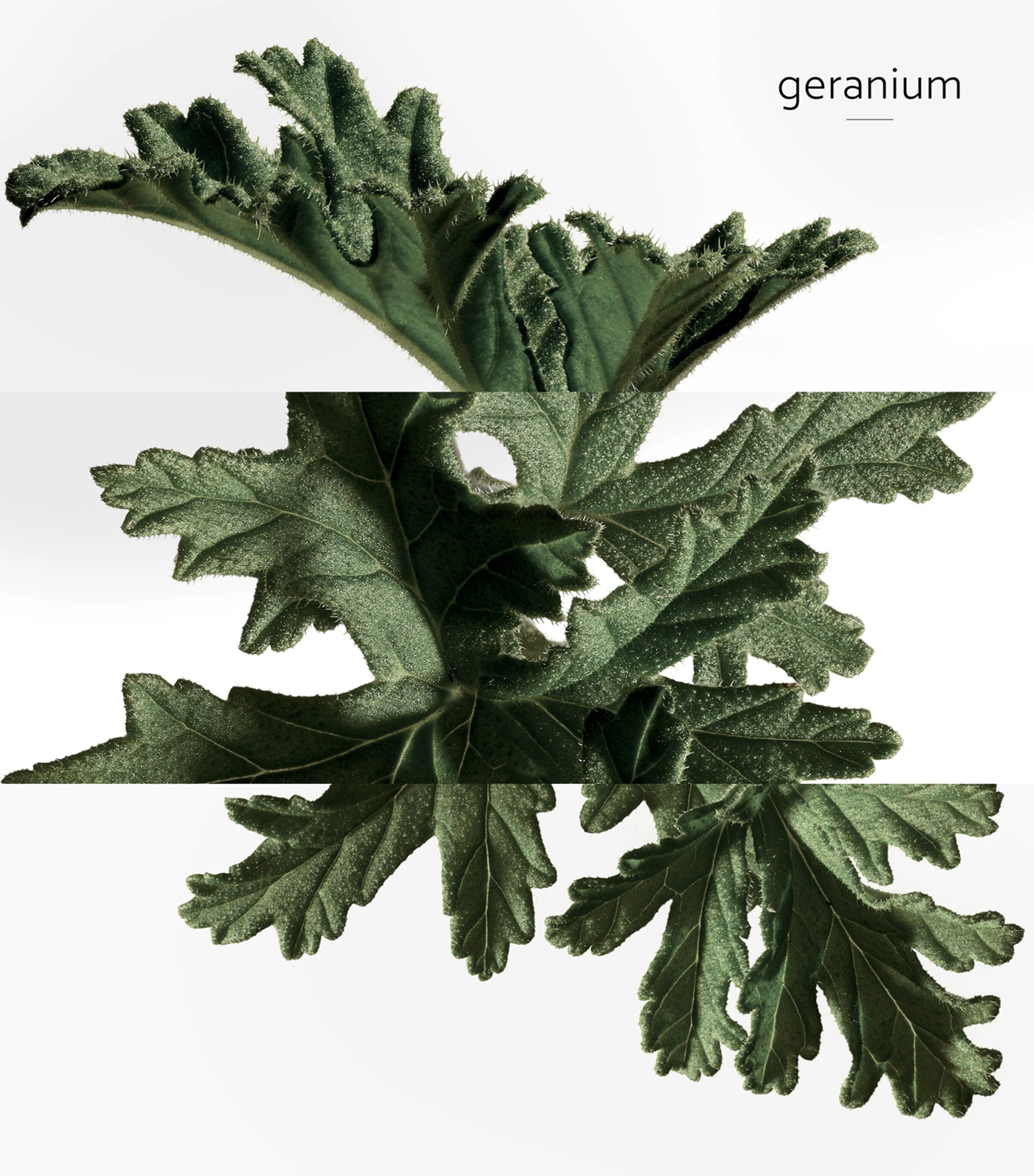 Eau de Basilic Pourpre Eau de Cologne (100ml) NO COLOUR Image 5