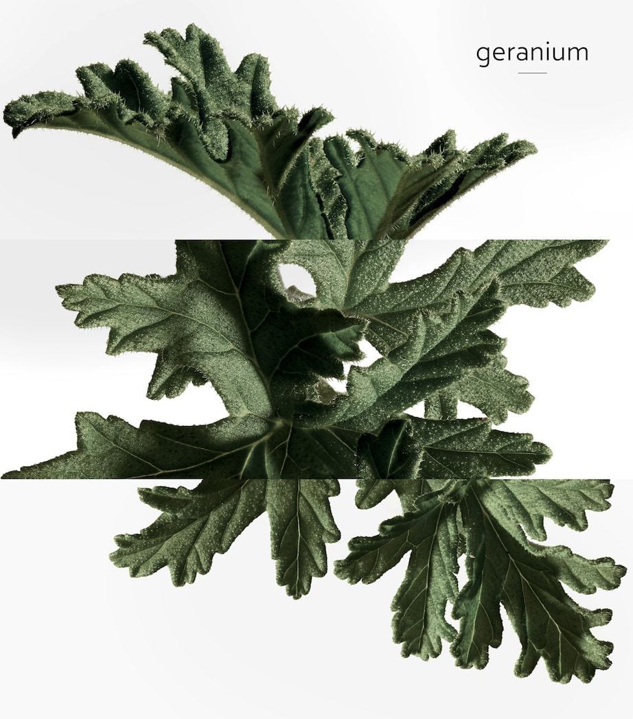 Eau de Basilic Pourpre Eau de Cologne (100ml) NO COLOUR Image 5