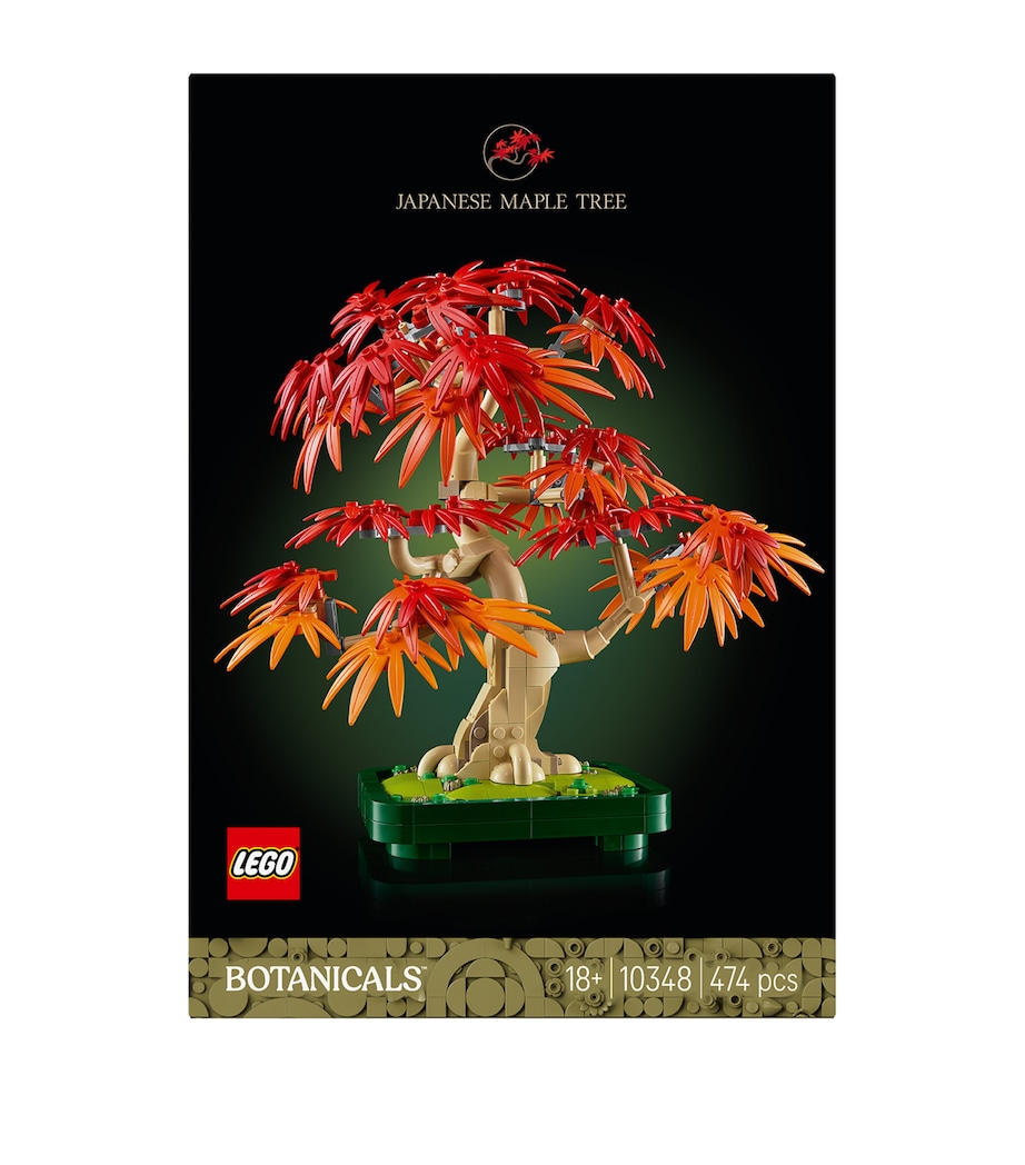 Botanicals Japanese Red Maple Bonsai Tree 10348 MULTI Image 4