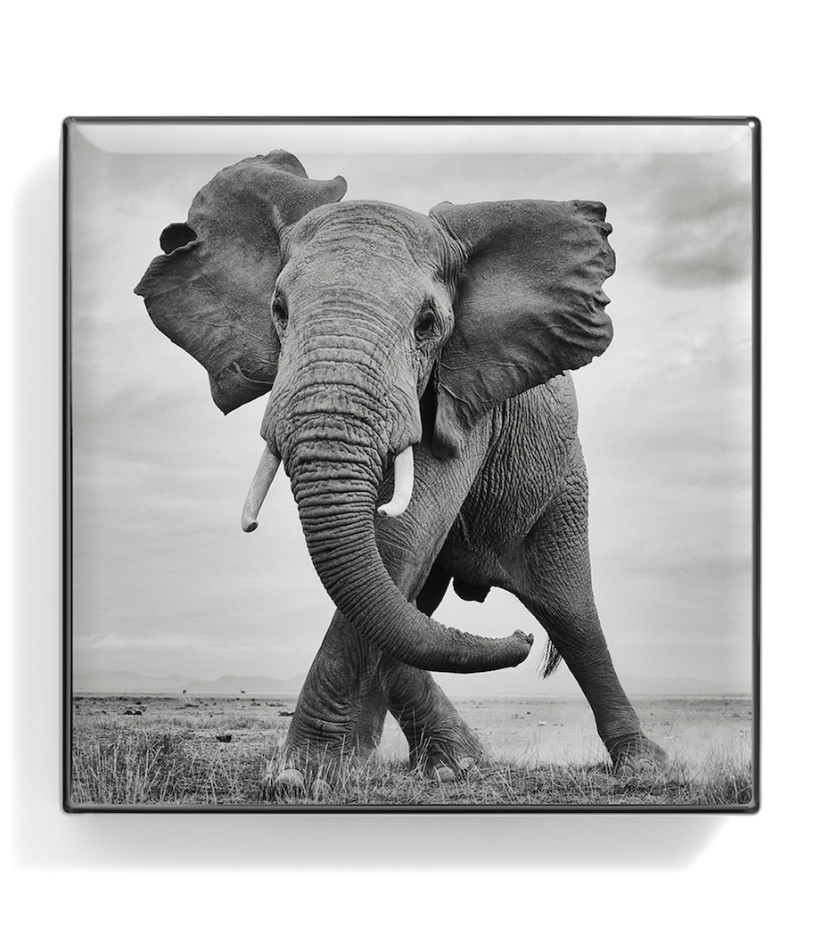 Elephant Luminous Eye Shade ELEPHANT Image 2