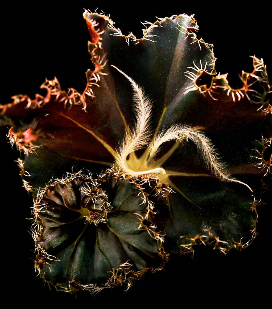 Mojave Ghost Absolu de Parfum (100ml) NO COLOUR Image 7