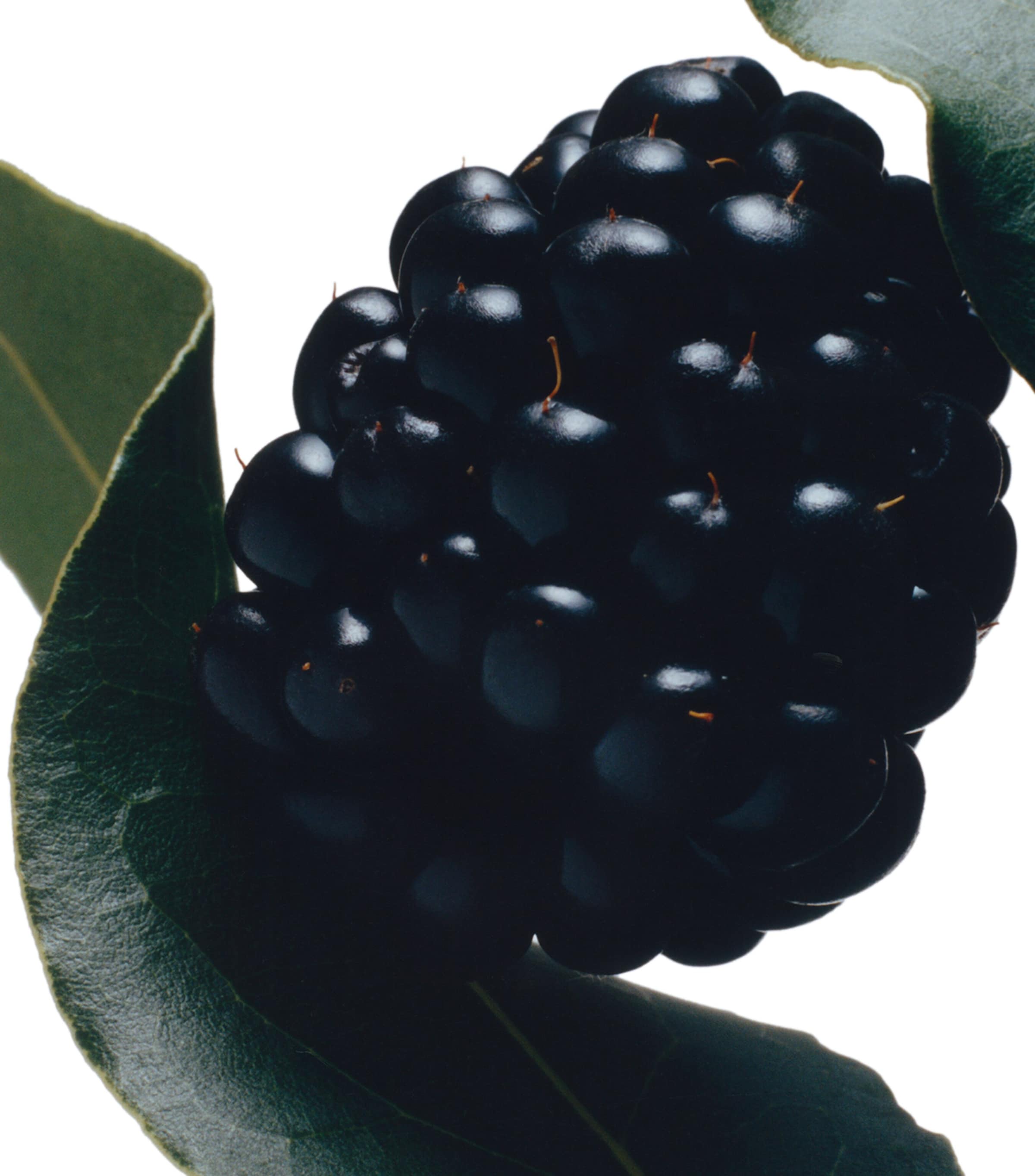 Blackberry & Bay Soap (100g) NO COLOUR Image 3