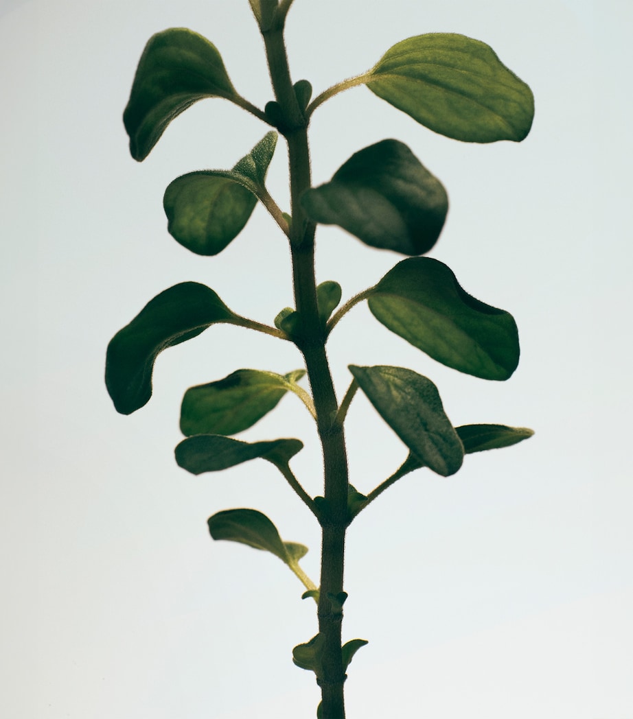 Oregano Chandelier Candle NO COLOUR Image 3