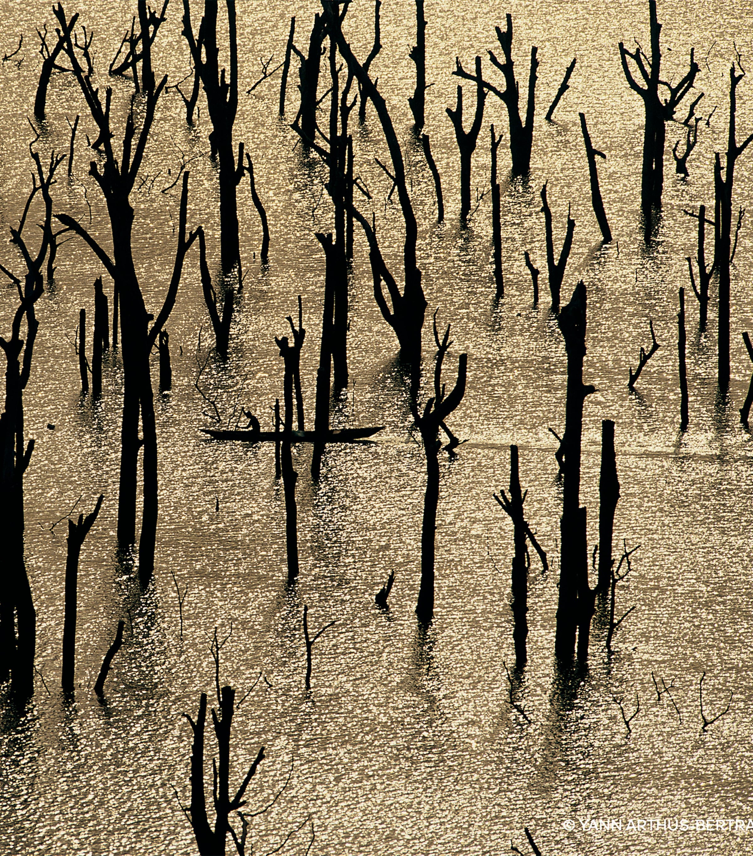 Aqua Allegoria Forte Rosa Rossa Eau de Parfum (75ml) NO COLOUR Image 6