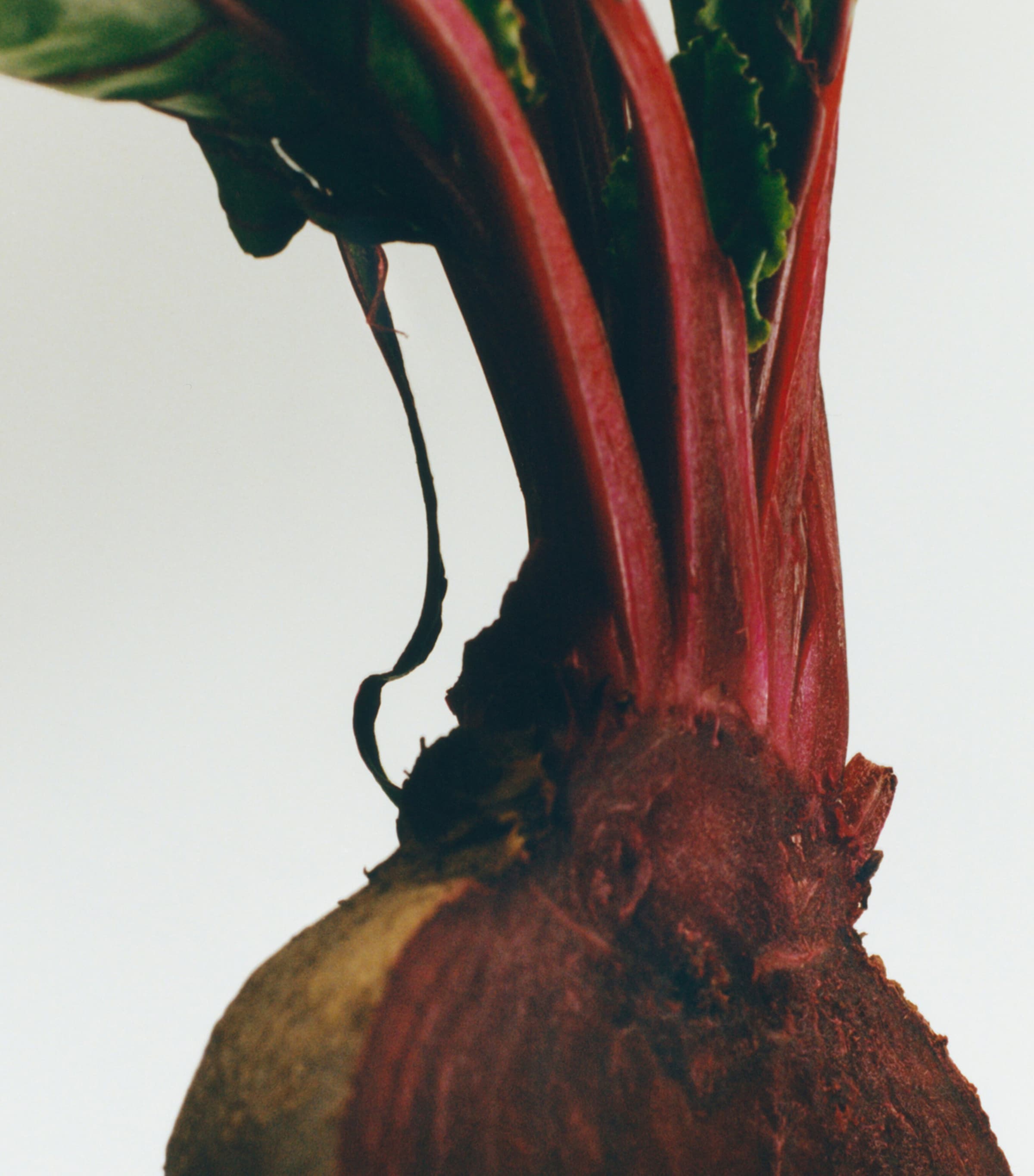 Medium Beetroot Scented Candle NO COLOUR Image 3