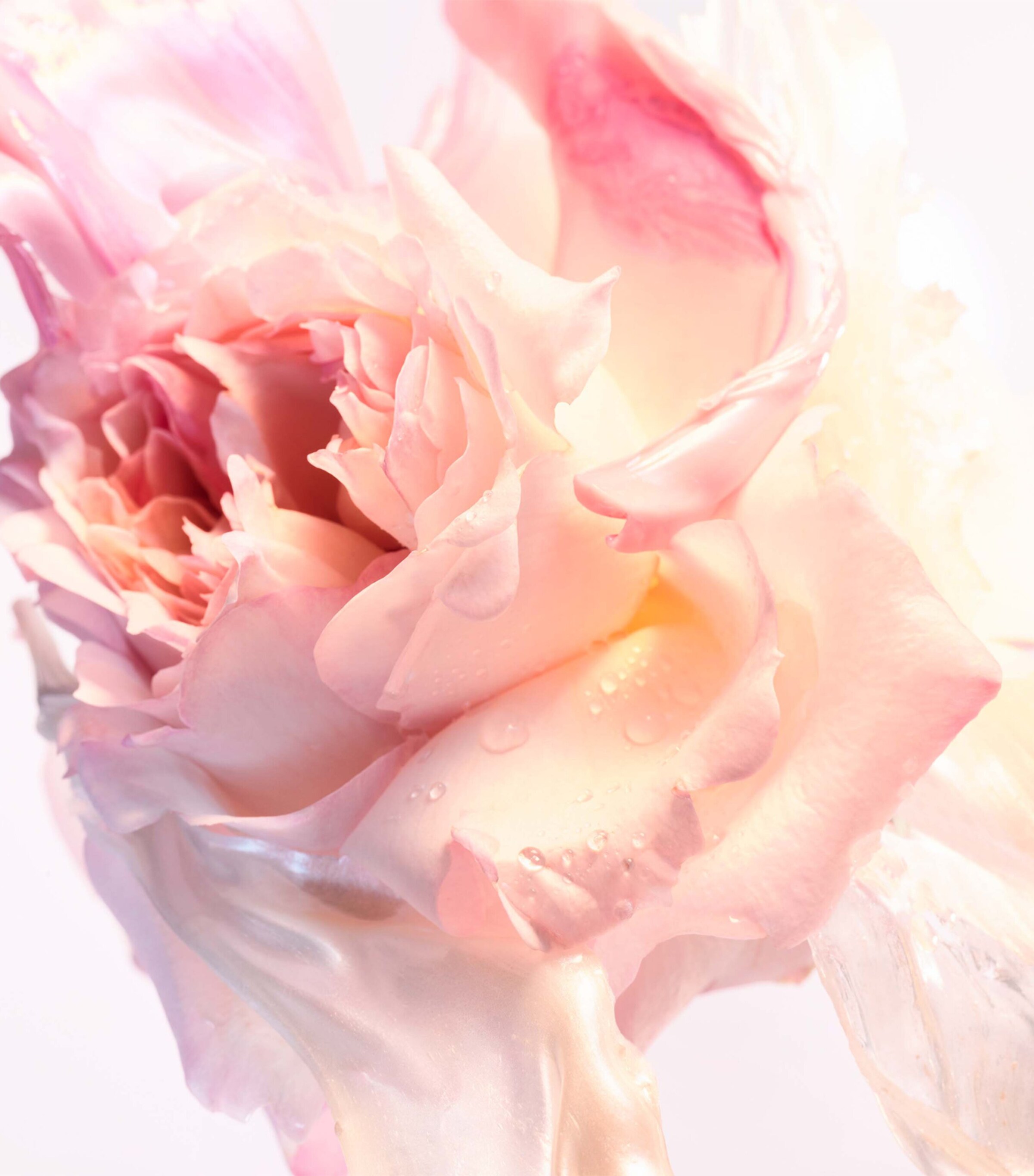 Bvlgari Rose Goldea Blossom Delight Eau de Toilette (50ml) Image 6