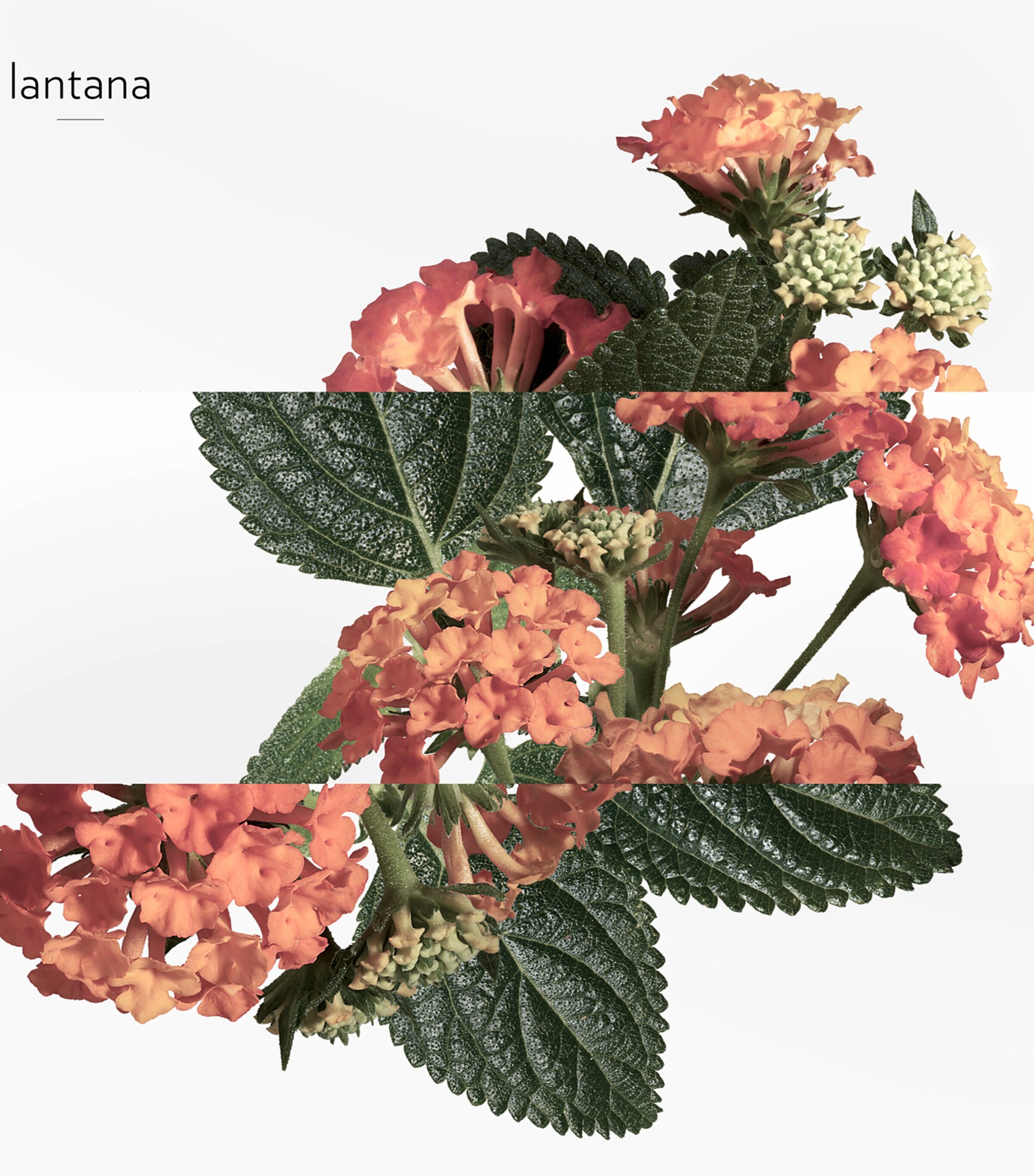 Eau de Rhubarbe Écarlate Eau de Cologne (100ml) NO COLOUR Image 5