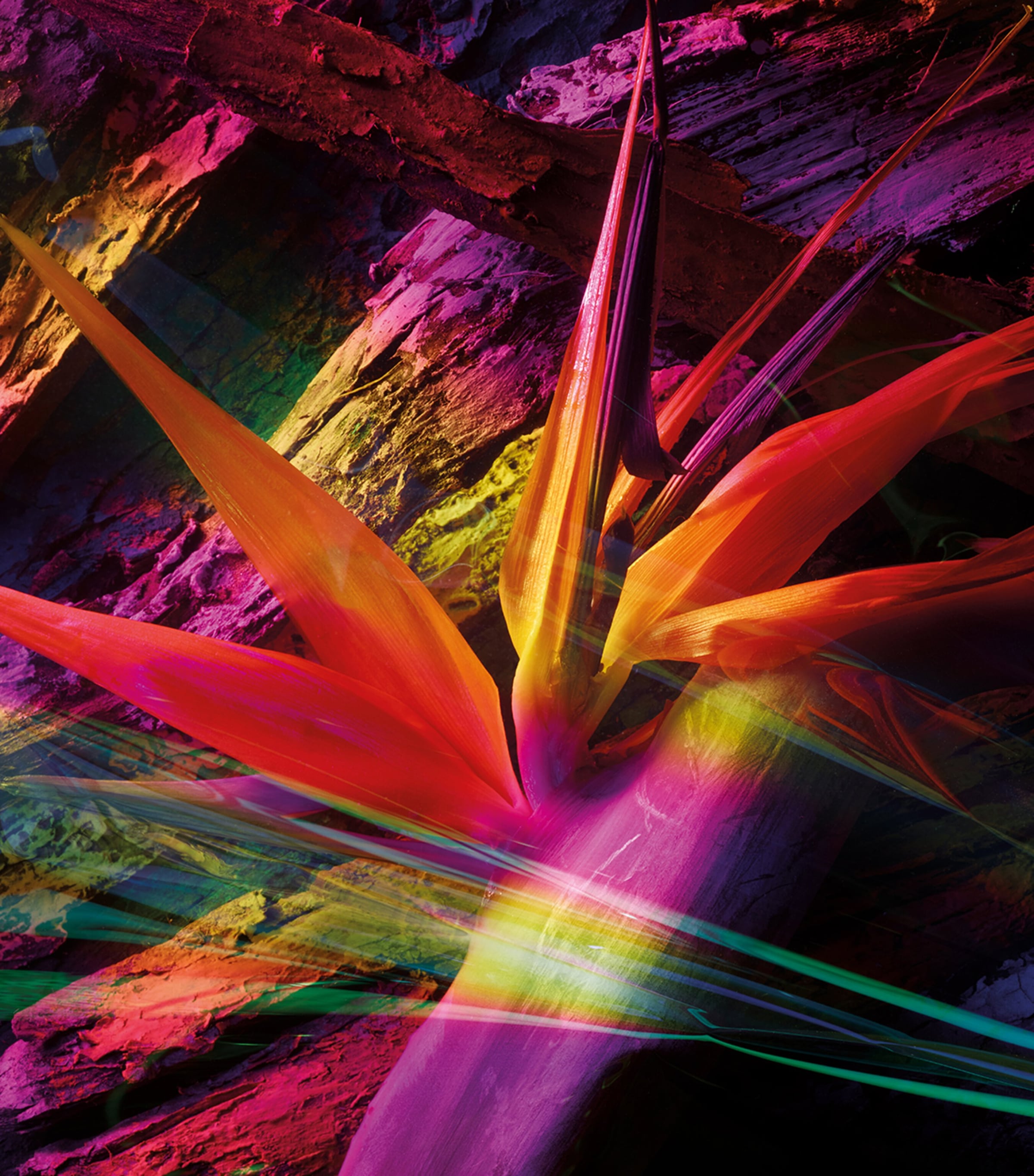 Ambre Chromatique Perfume Extract (50ml) NO COLOUR Image 4