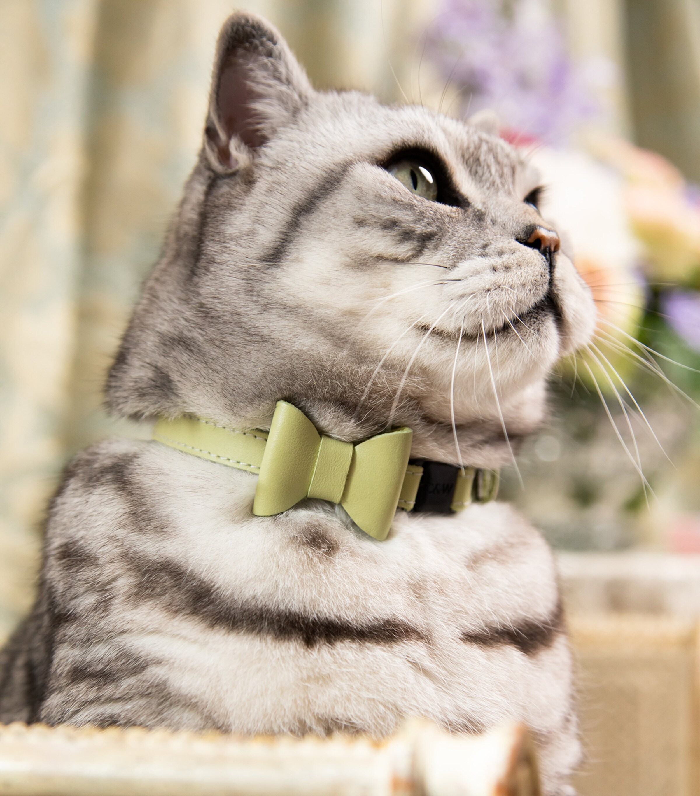 Cheshire & Wain Medium Rococo Cat Collar With Bow Green Image 3