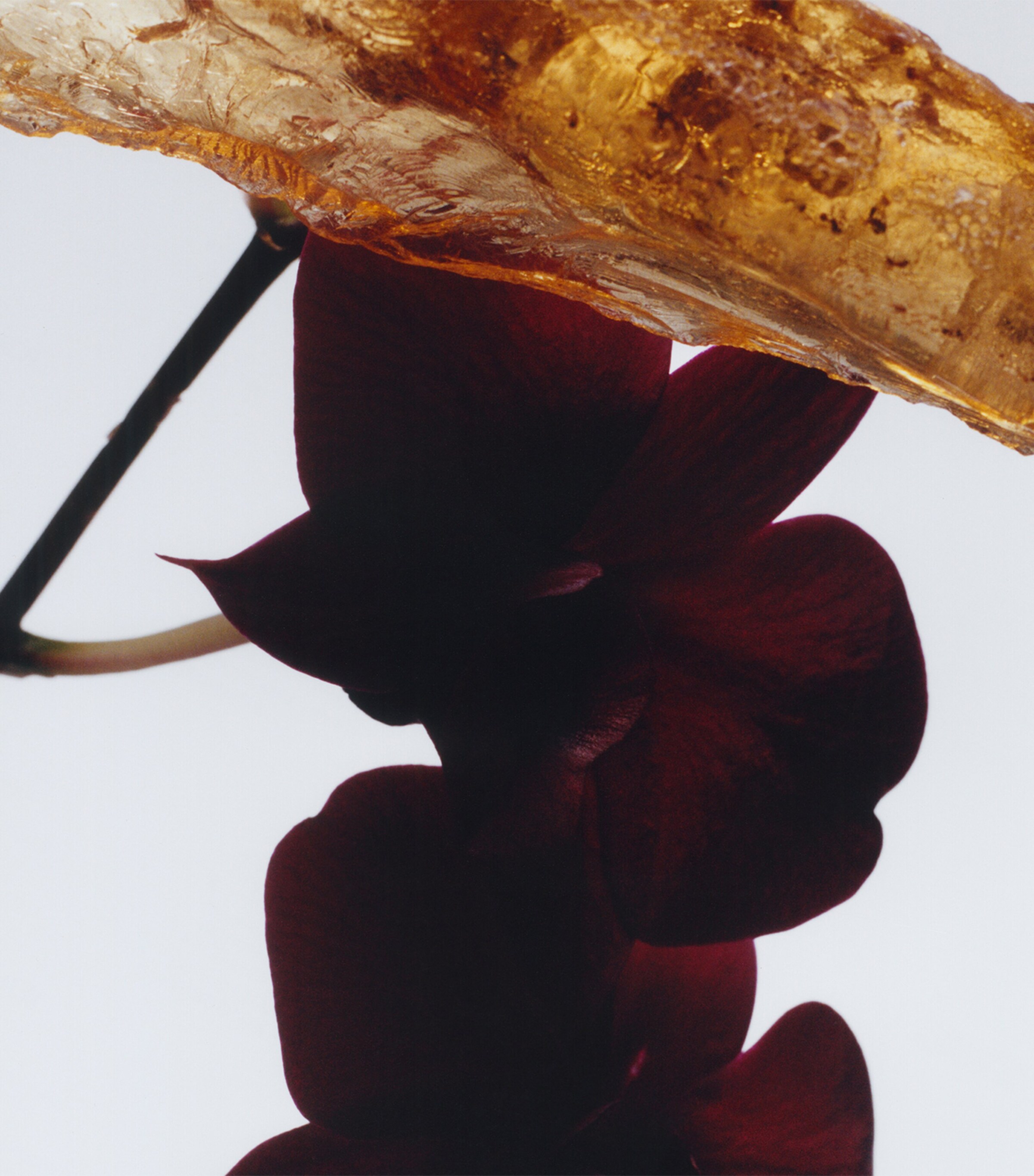 Dark Amber & Ginger Lily Body Crème (175ml) NO COLOUR Image 3