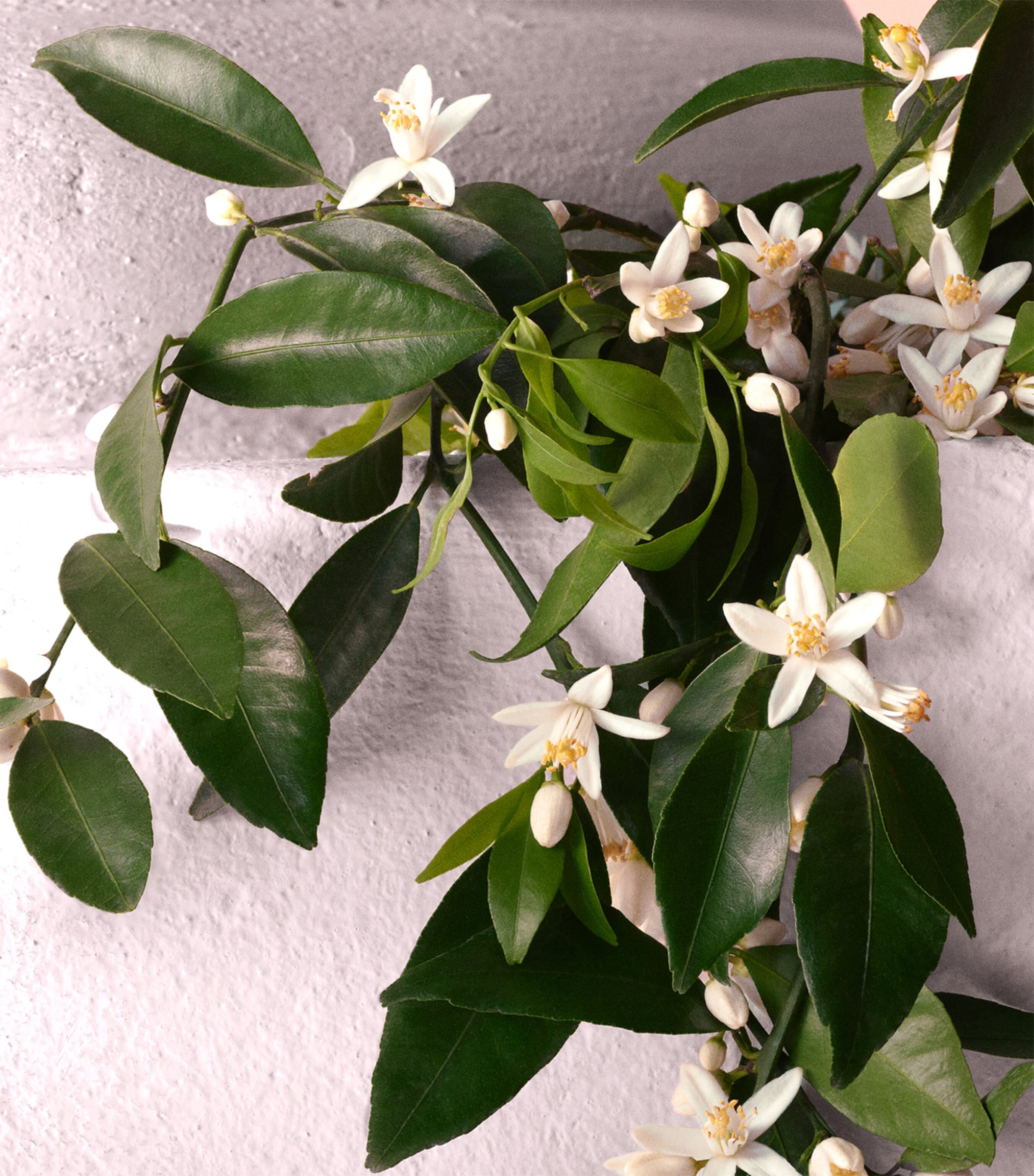 Devotion Eau de Parfum Intense (100ml) NO COLOUR Image 5