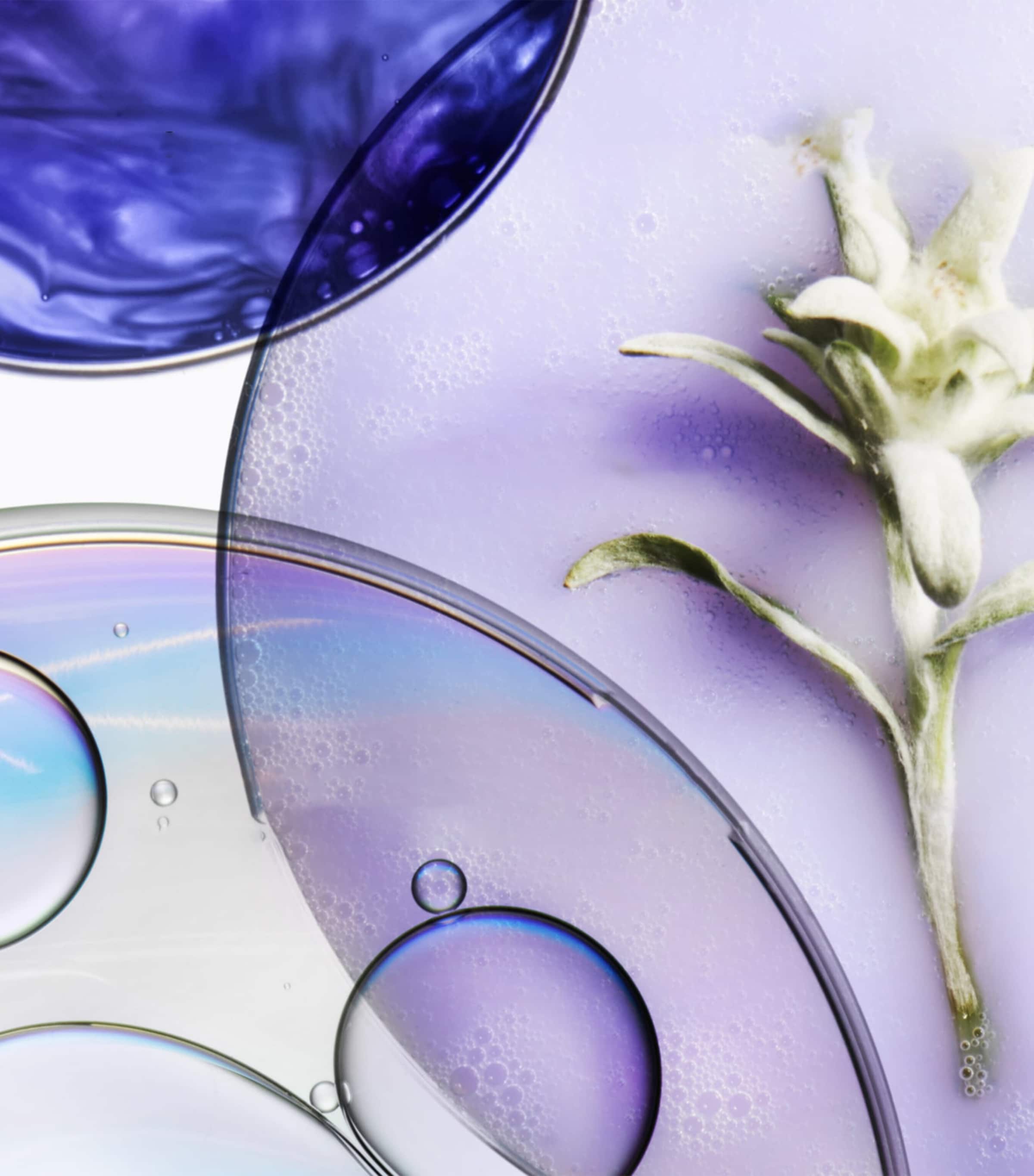 Blond Absolu Anti-Brass Purple Shampoo (250ml) NO COLOUR Image 4