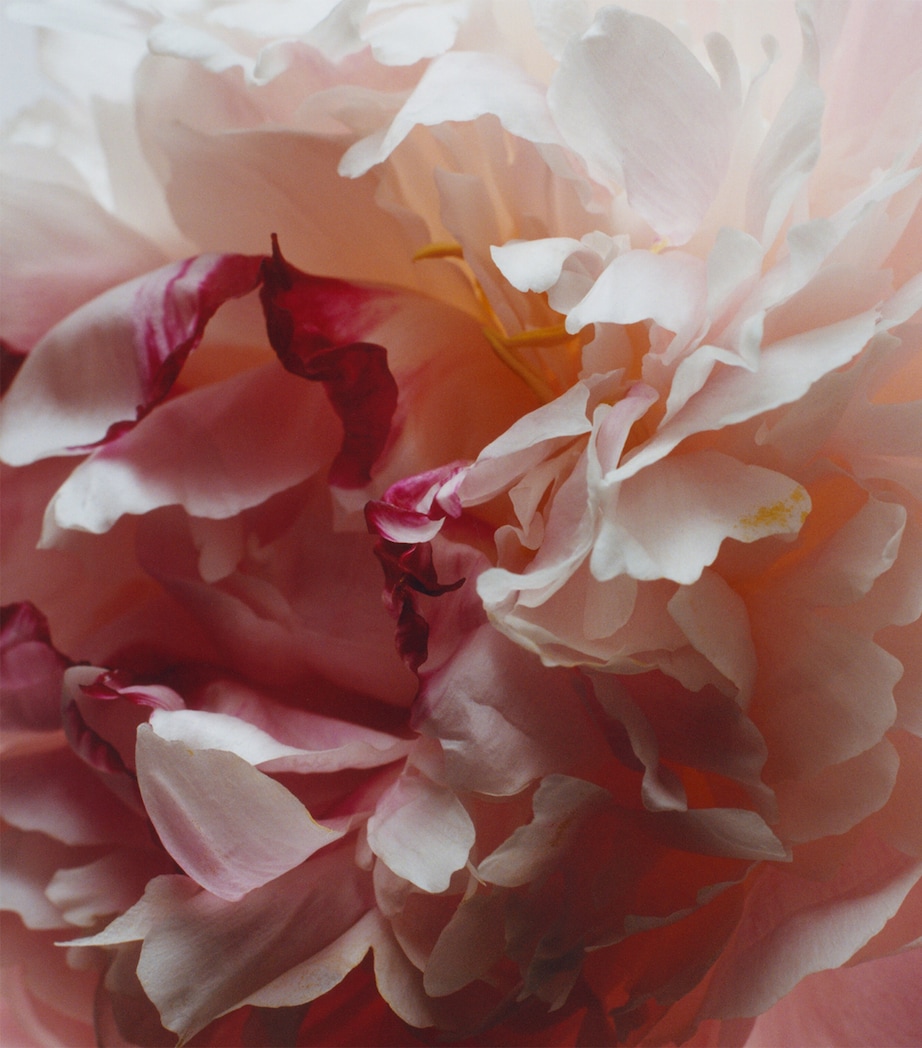 Peony & Blush Suede Car Diffuser (38g) - Refill NO COLOUR Image 3