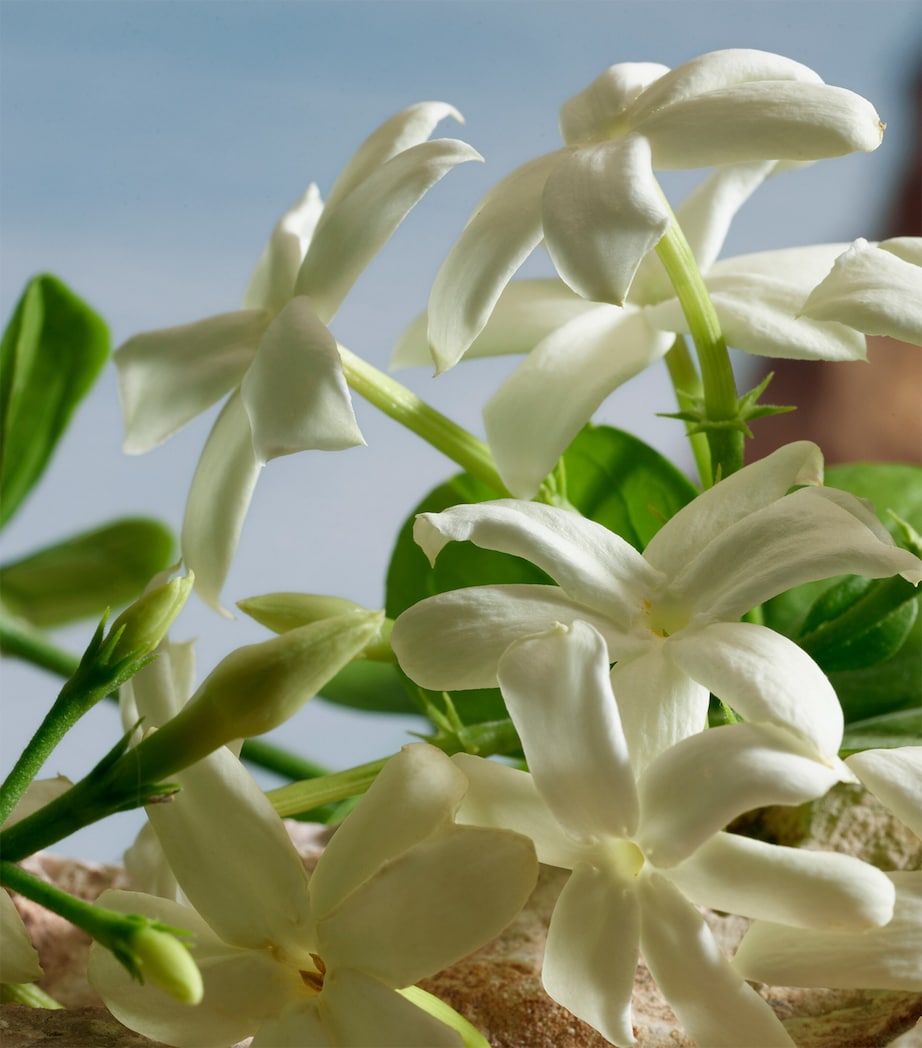 Q by Dolce & Gabbana Pure Perfume (50ml) NO COLOUR Image 6