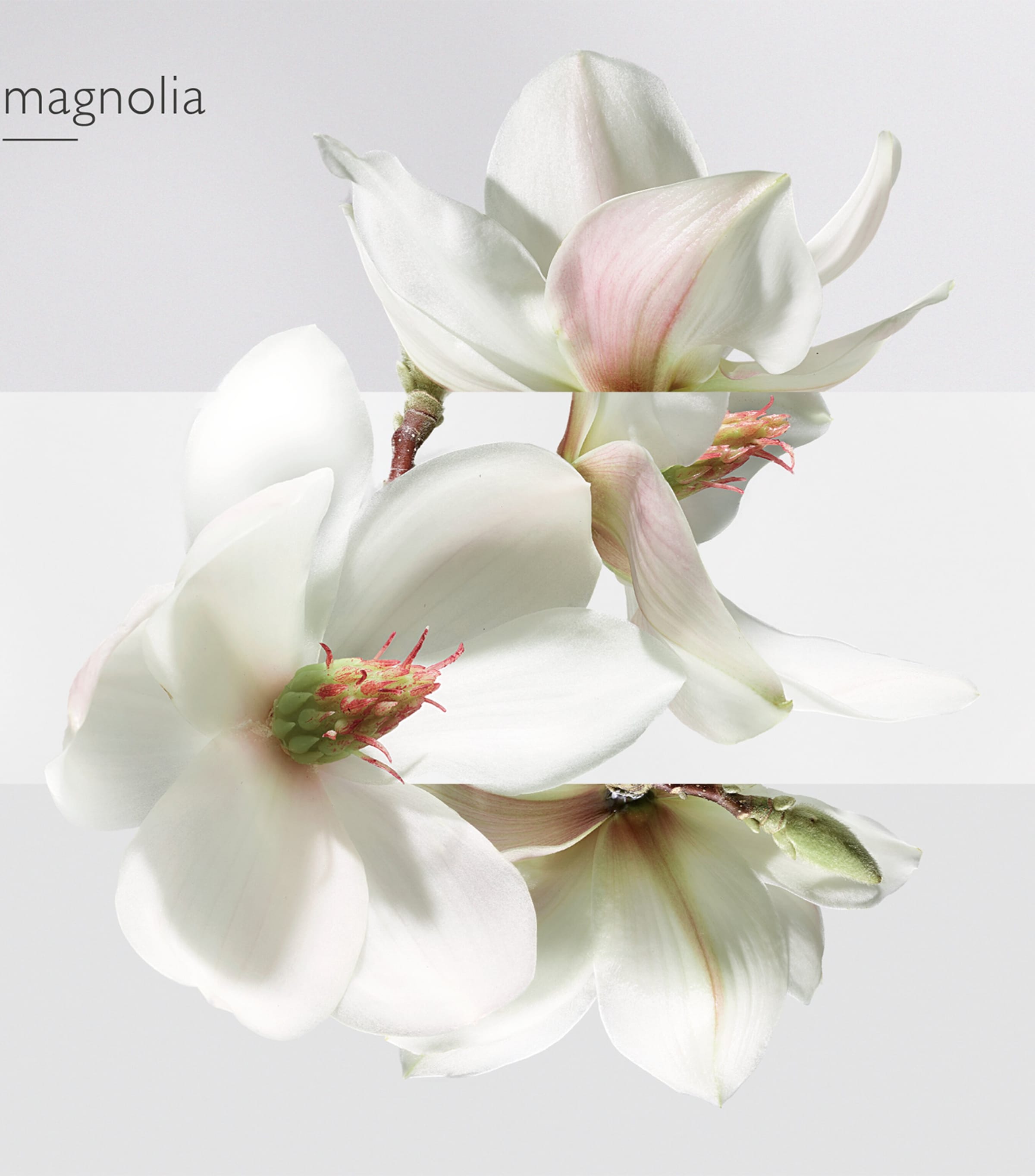 Un Jardin Sur La Lagune Eau de Toilette (50Ml) NO COLOUR Image 4