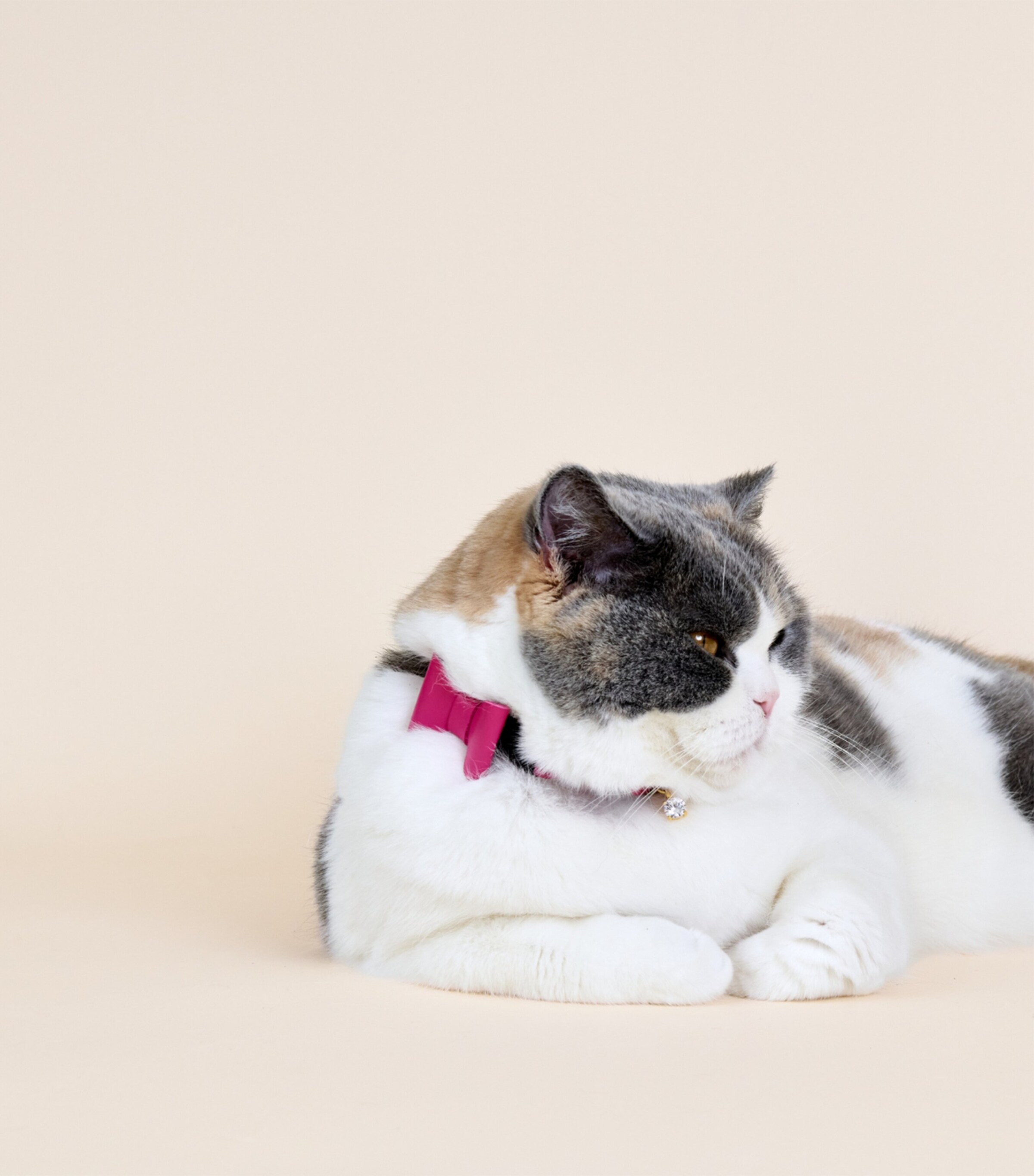 Cheshire & Wain Small Leather Wonderland Cat Collar Pink Image 4
