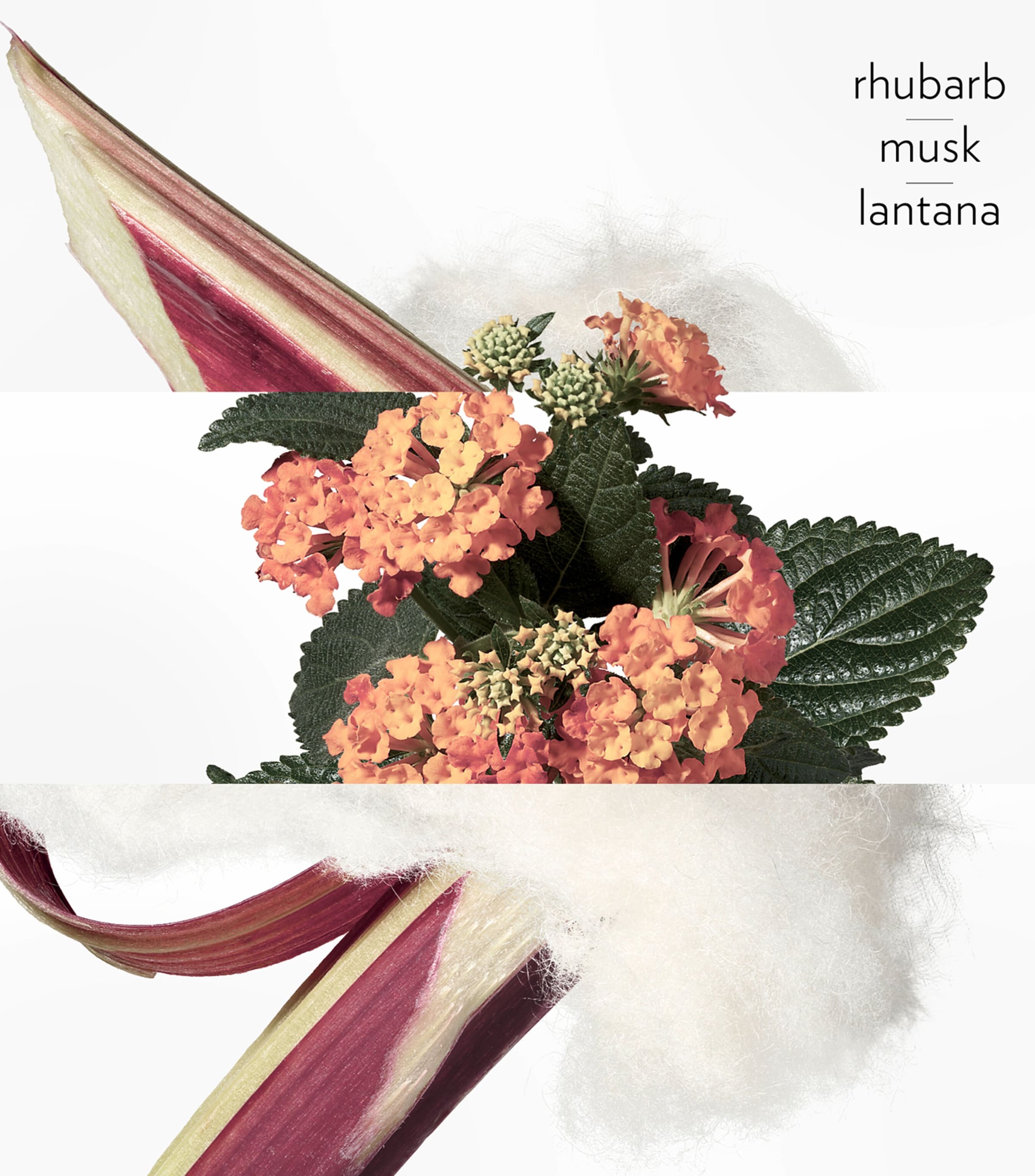 Eau de Rhubarbe Écarlate Eau de Cologne (100ml) NO COLOUR Image 3