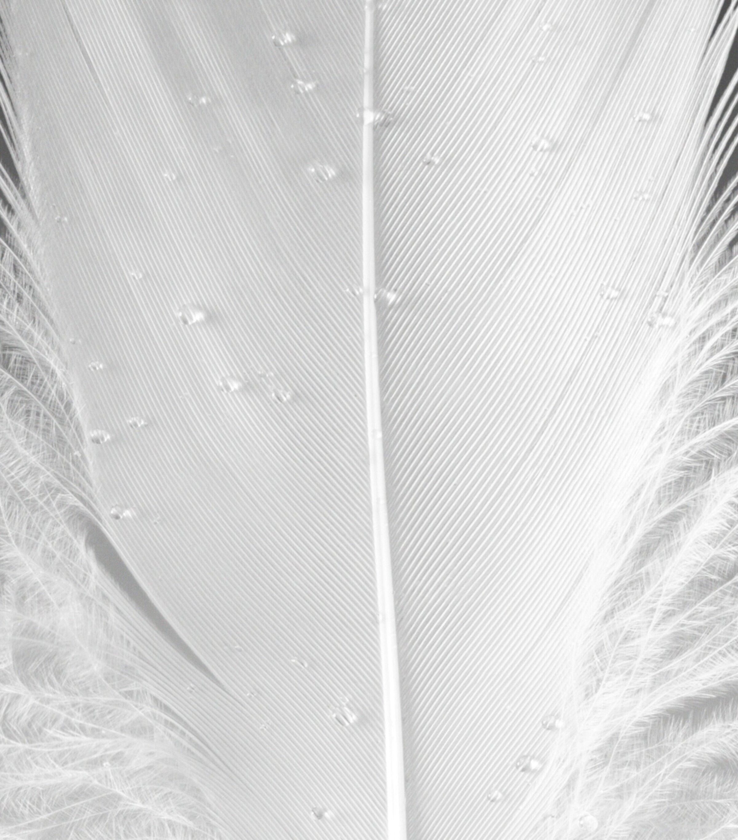 The Alchemist's Garden Muschio di Luce Eau de Parfum (100ml) NO COLOUR Image 4