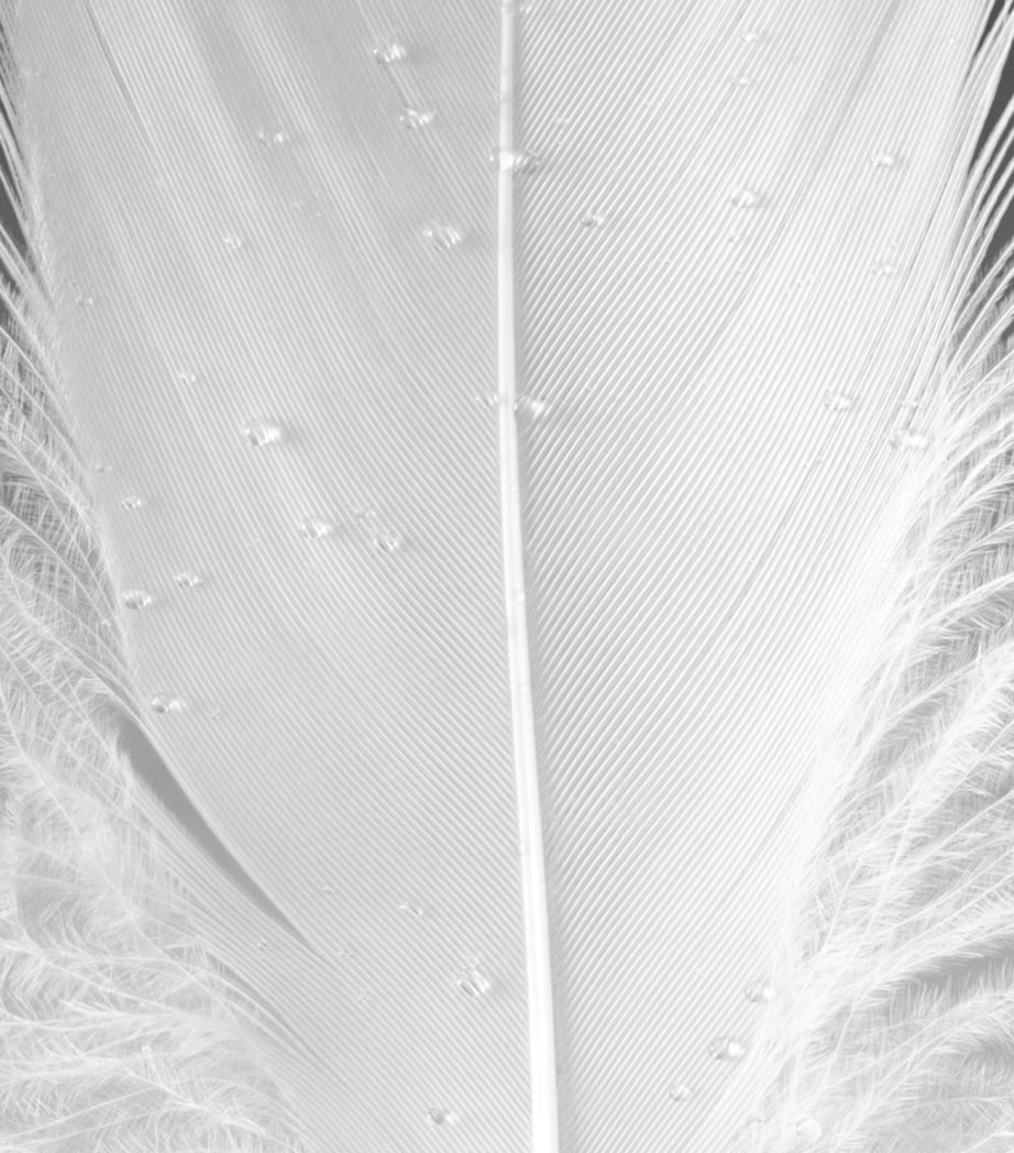 The Alchemist's Garden Muschio di Luce Eau de Parfum (100ml) NO COLOUR Image 4