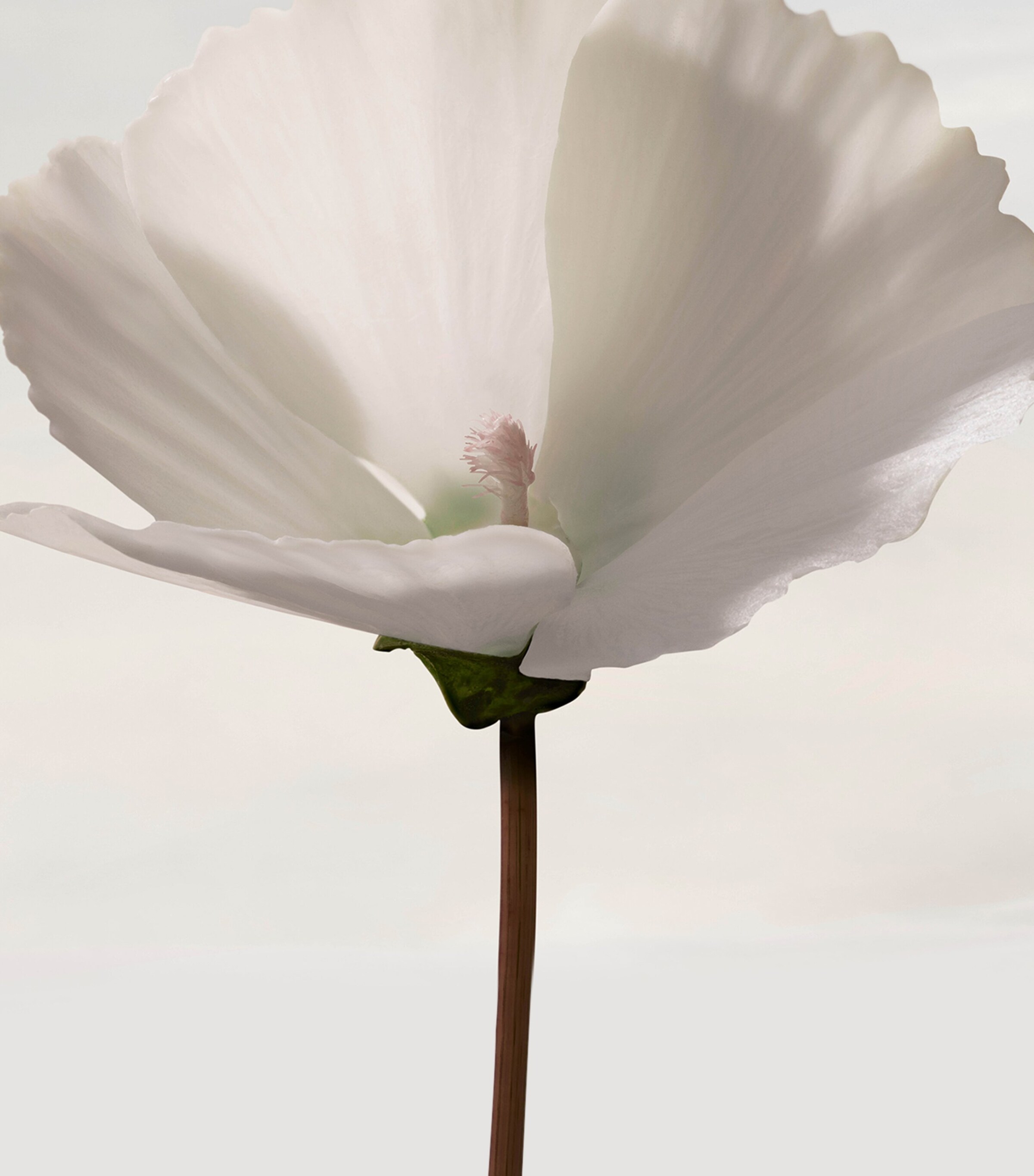 Burberry Botanicals Snow Blossom Eau de Parfum (100ml) Image 4