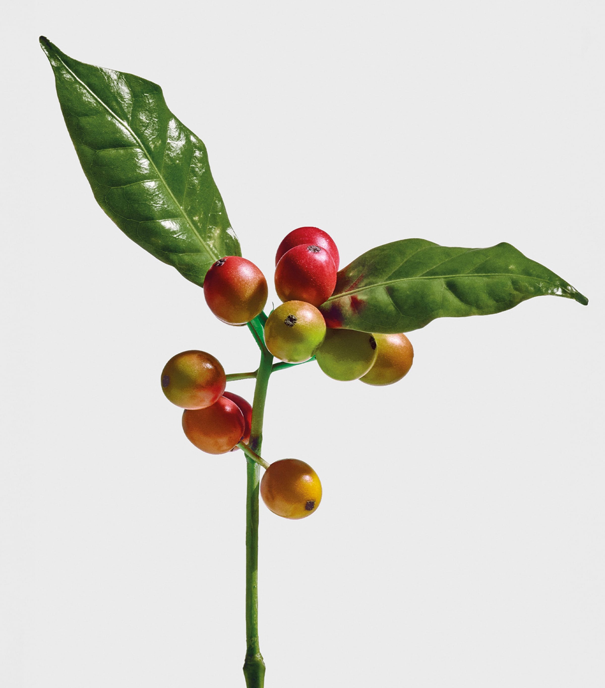LOEWE Wild Coffee Eau de Parfum (100ml) Image 3