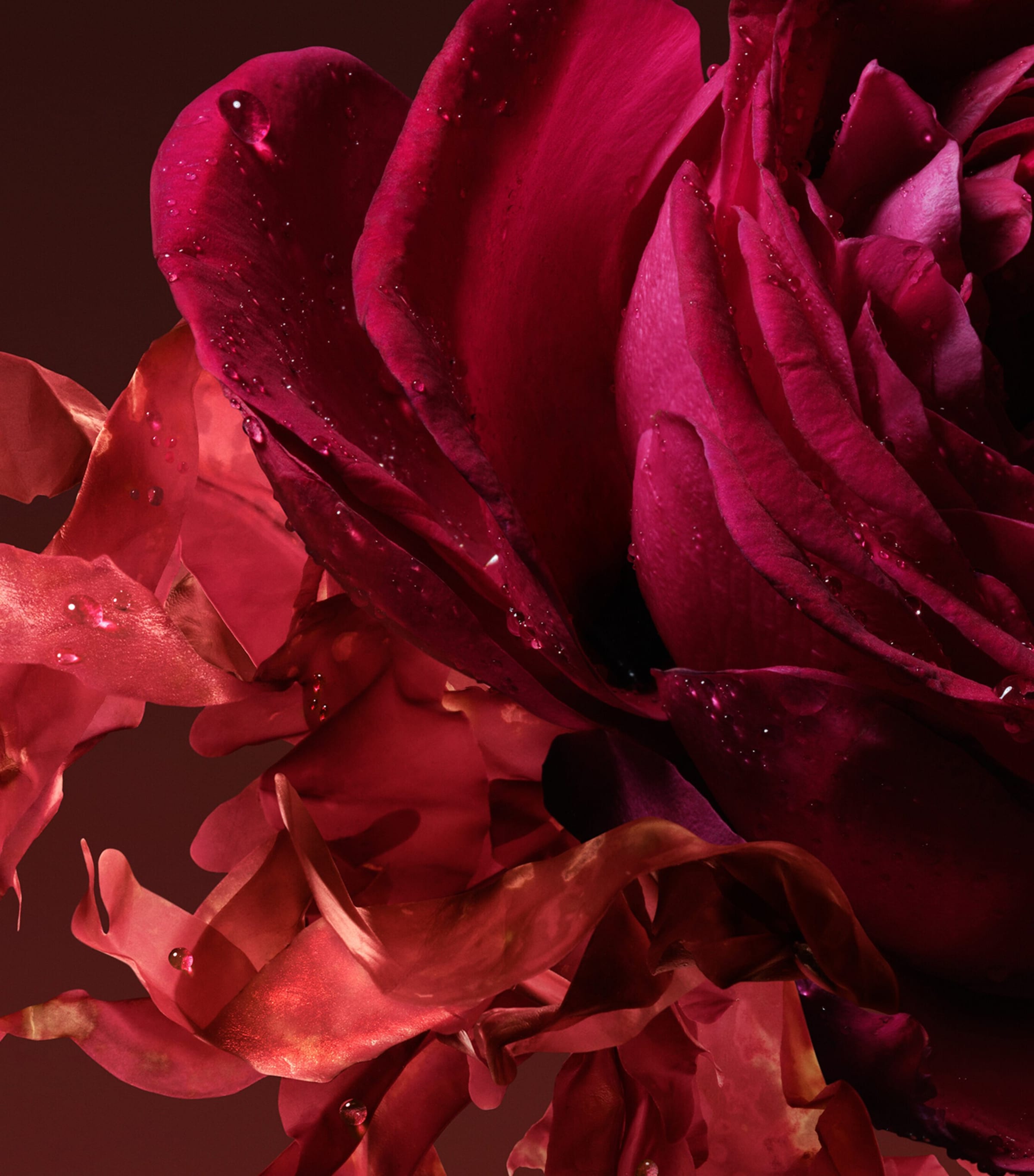 The Alchemist’s Garden Rosa Incandescente Eau de Parfum (100ml) NO COLOUR Image 4