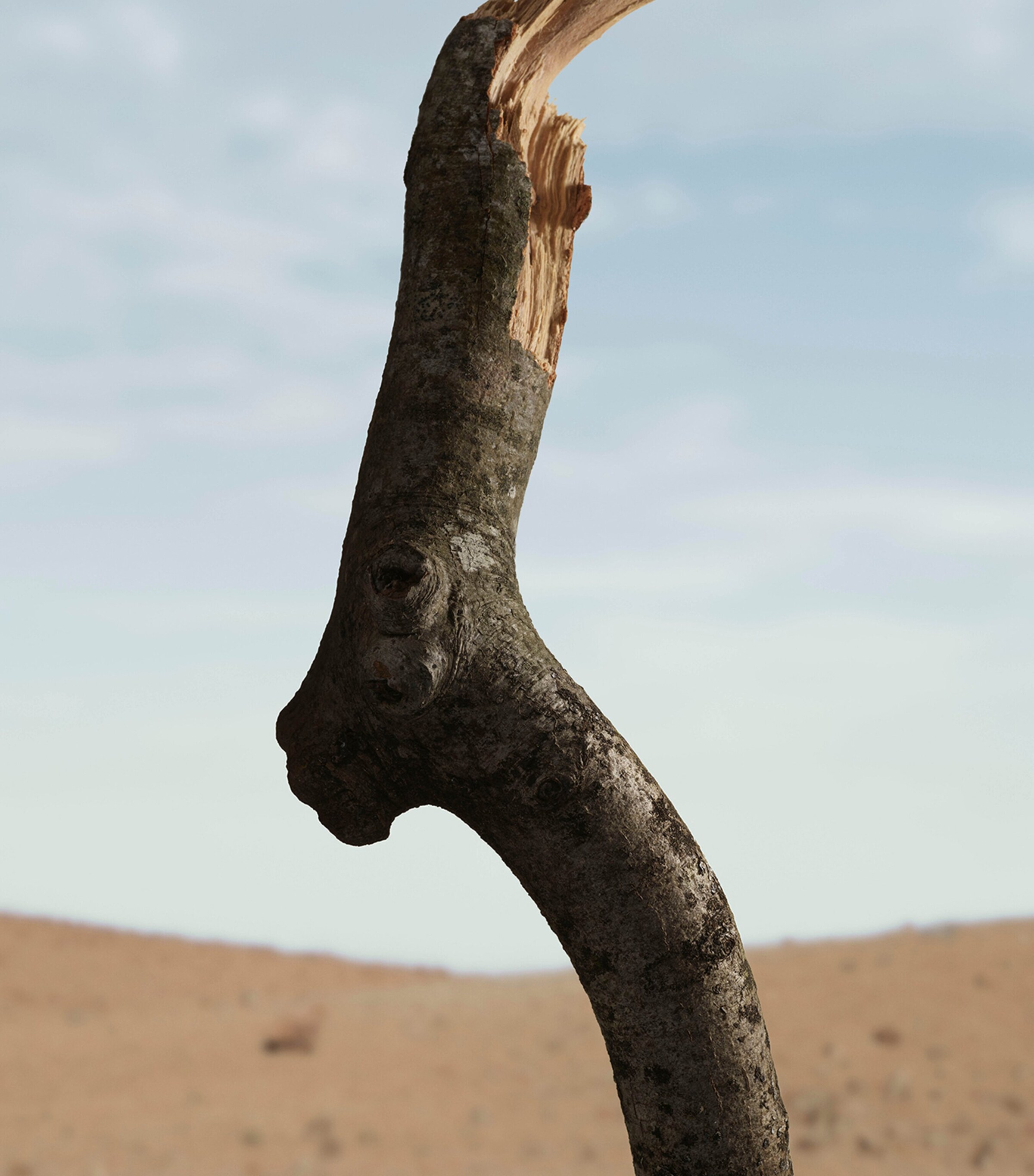 Extreme Botanicals Oud Storm Eau de Parfum (100ml) NO COLOUR Image 5