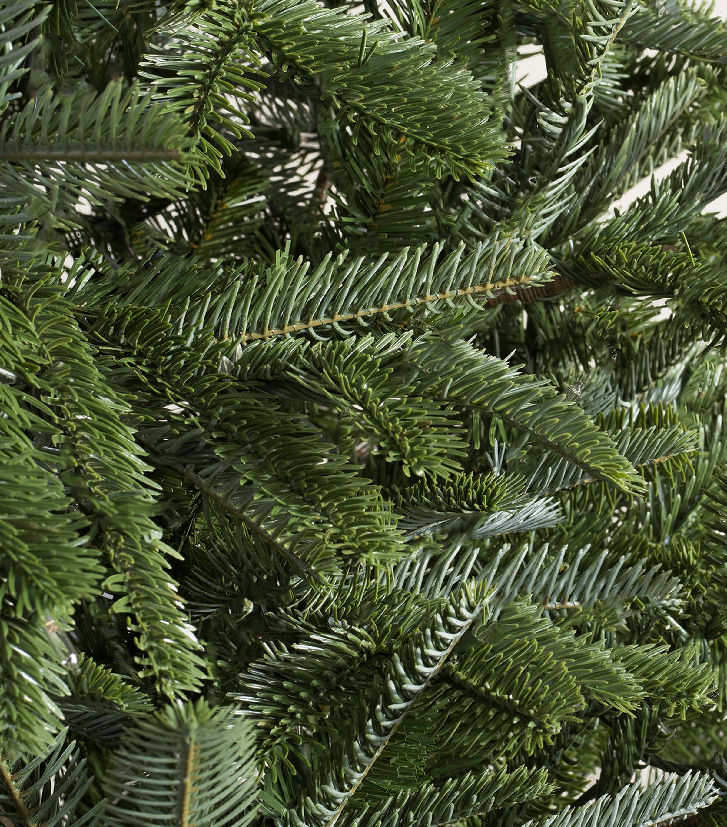 BH Nordmann Fir Green Tree (6ft) GREEN Image 3