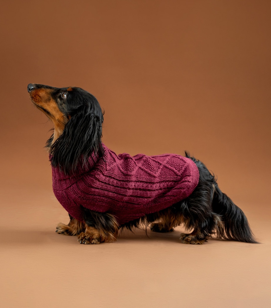 ALQO WASI Alpaca-Blend Aran Knit Dog Sweater (Large) Red Wine Image 3