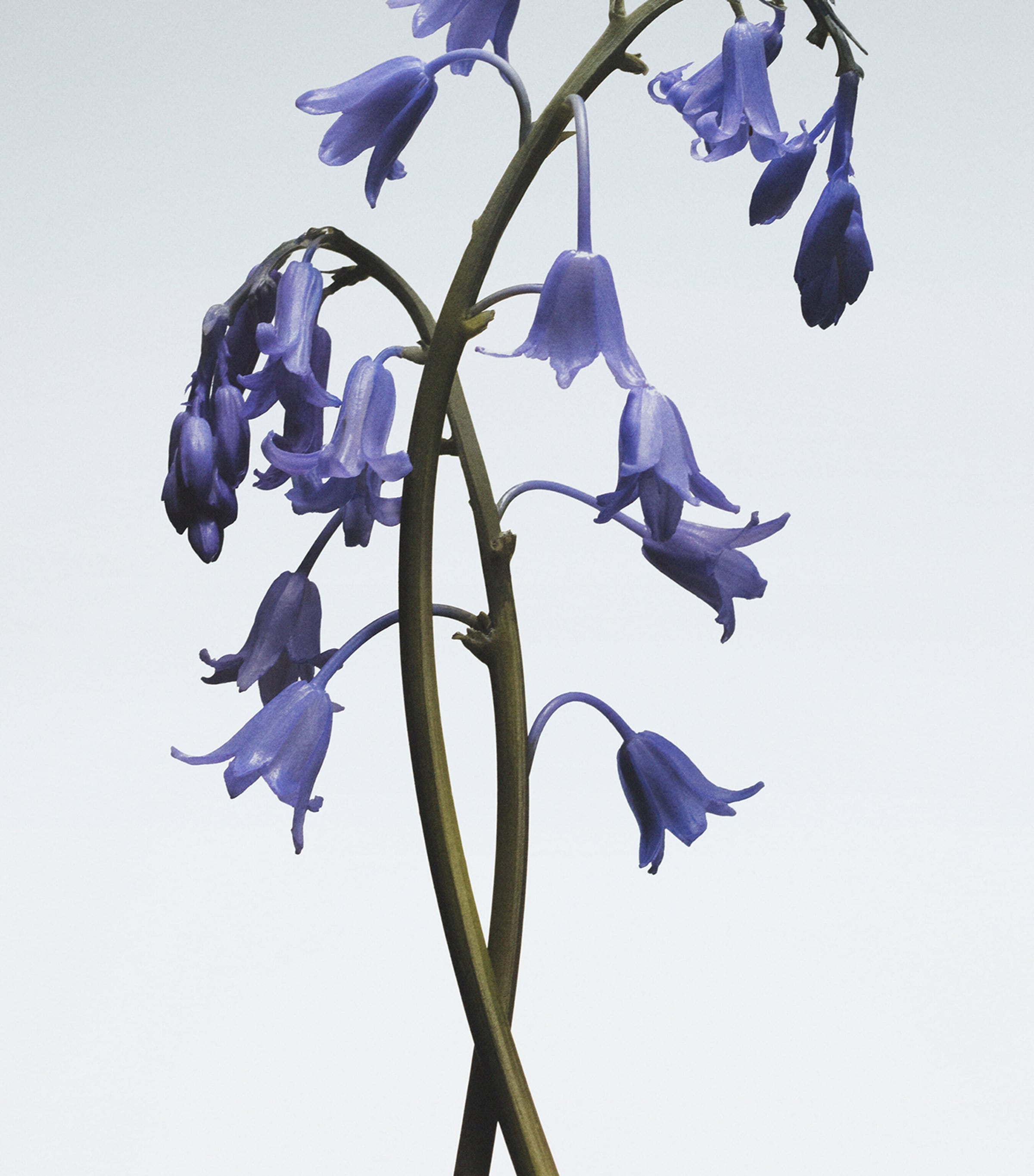 Wild Bluebell Body Mist (100ml) NO COLOUR Image 3