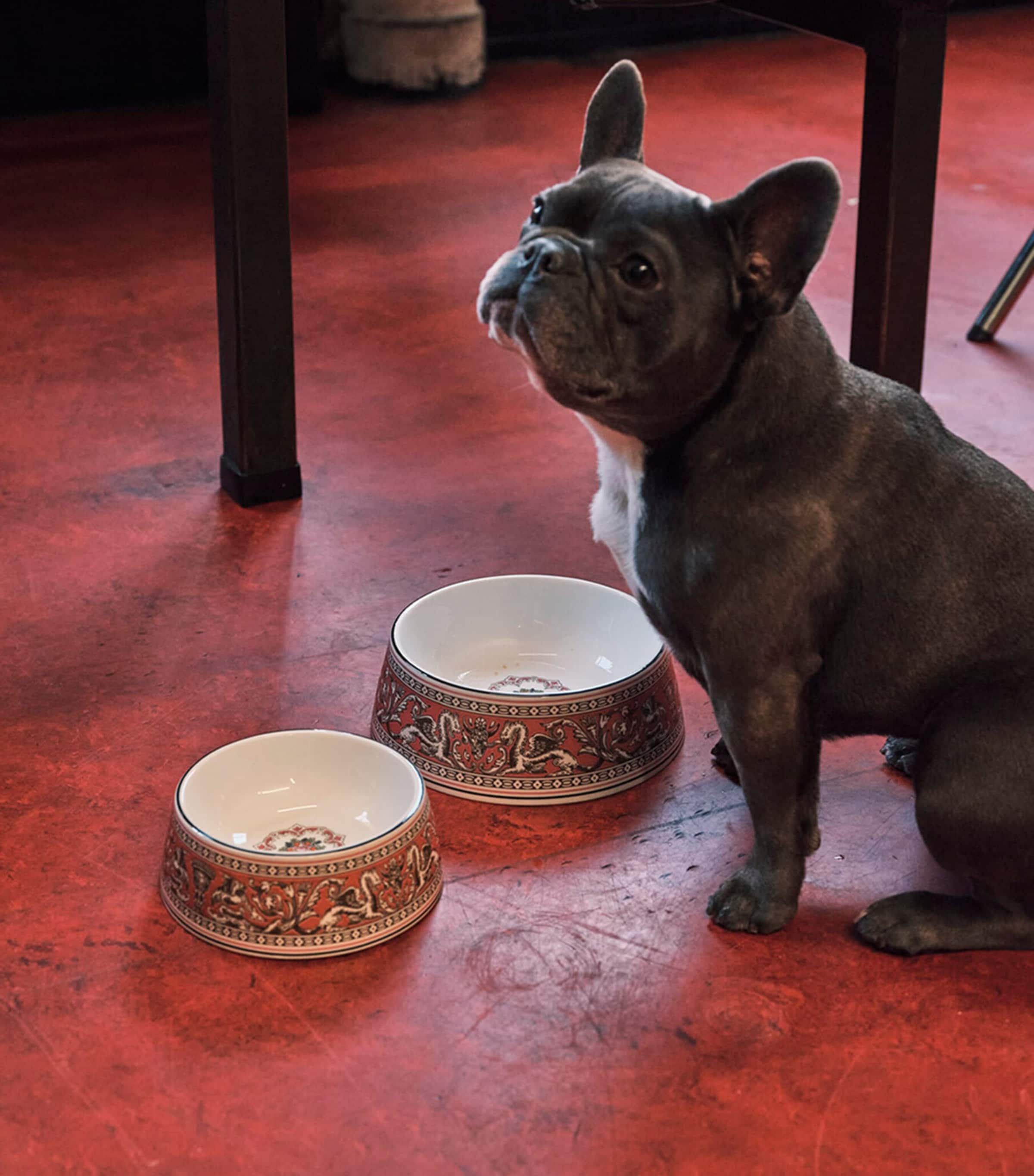 Wedgwood Bone China Florentine Pet Bowl (17cm) Pink Image 3