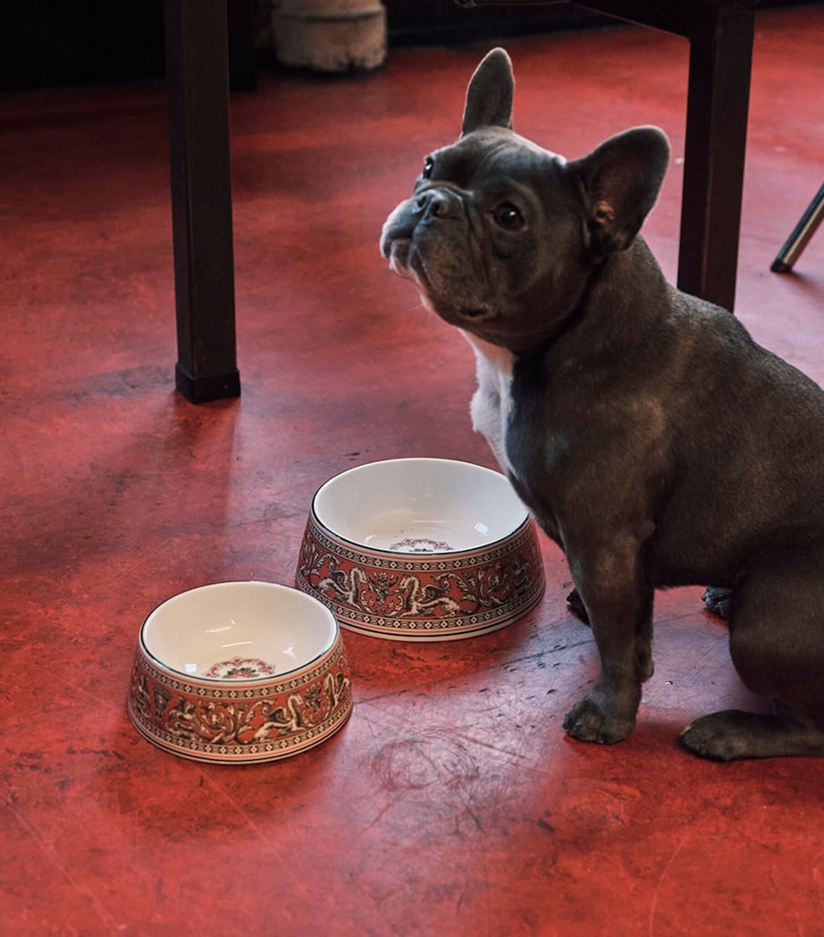 Wedgwood Bone China Florentine Pet Bowl (17cm) Pink Image 3
