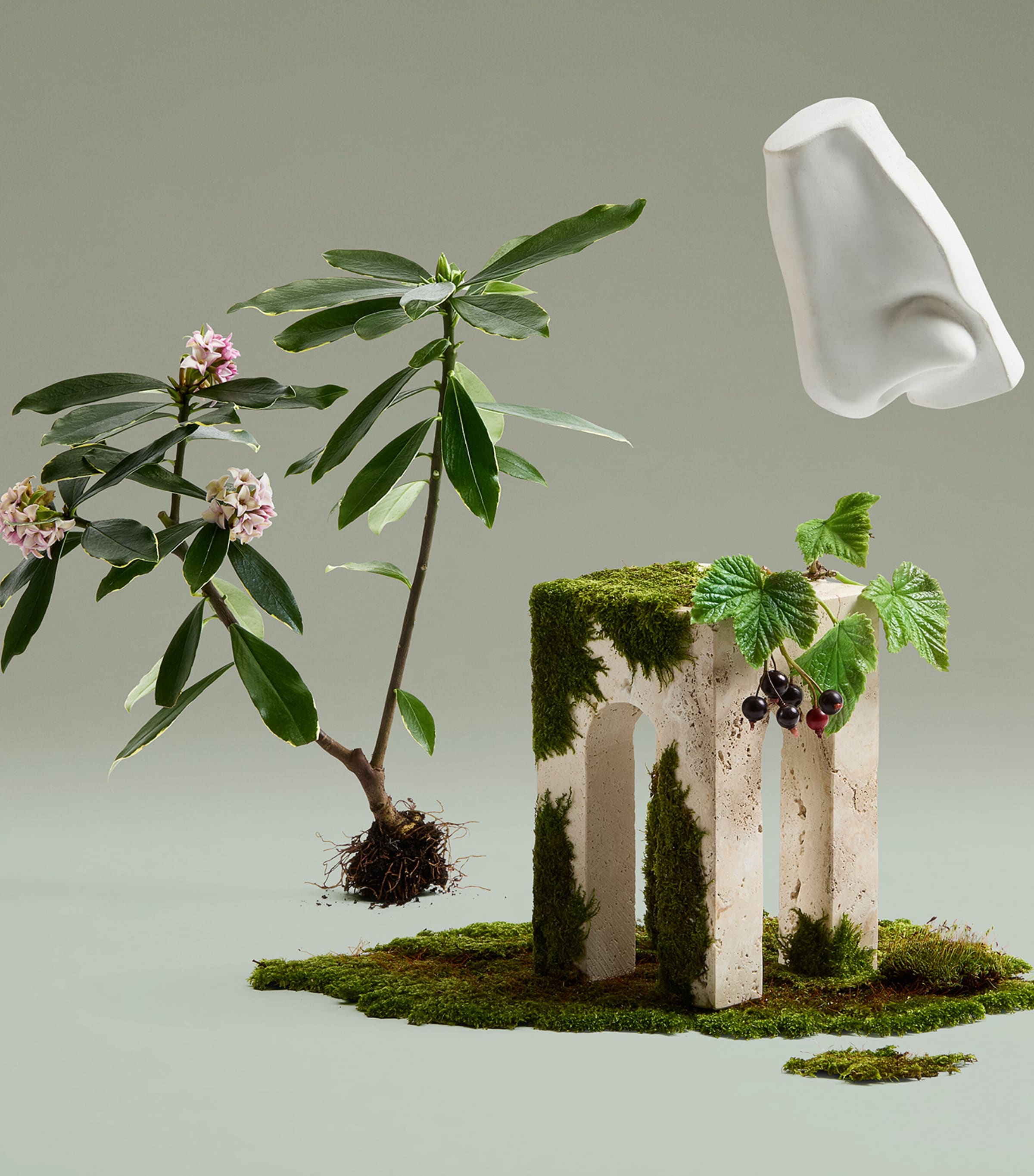 Daphne Bouquet Eau de Parfum (100ml) NO COLOUR Image 5