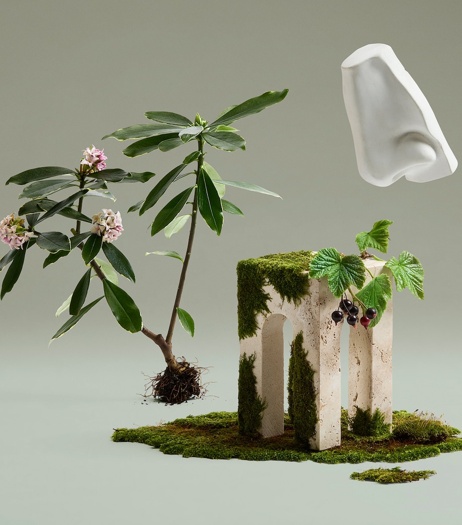 Daphne Bouquet Eau de Parfum (100ml) NO COLOUR Image 5