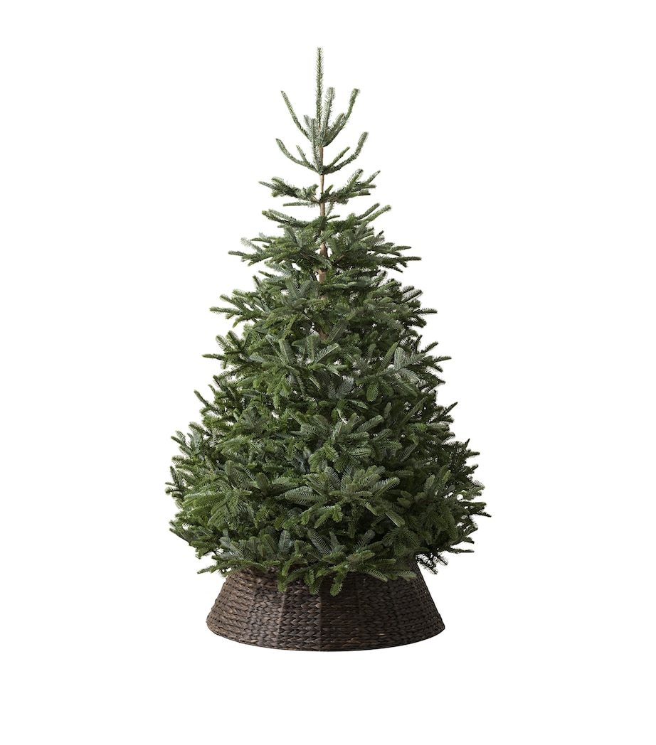 BALSAM HILL Nordmann Fir Unlit Christmas Tree (7ft) Green Image 1
