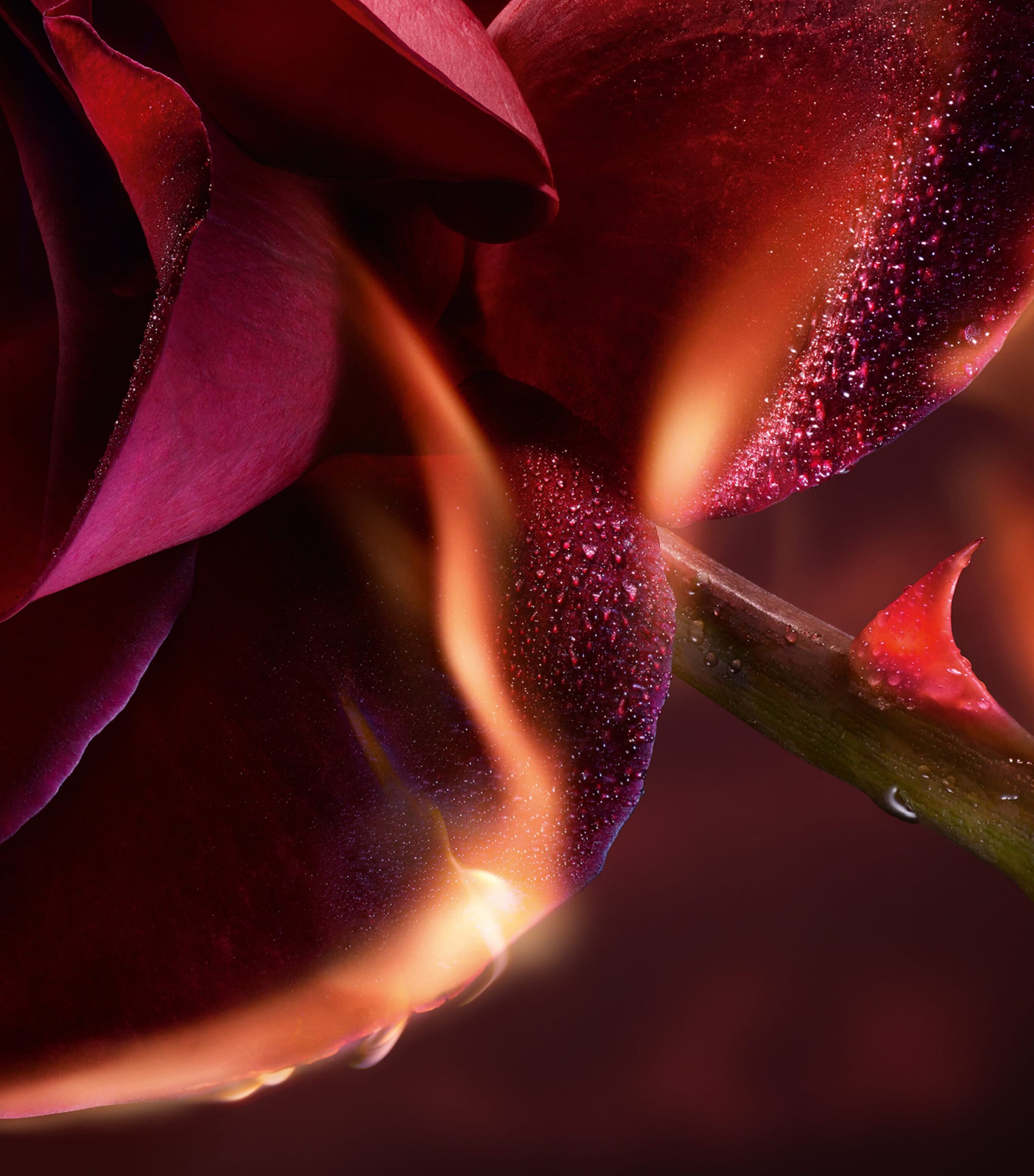 Absolue I Flamed A Rose Eau de Parfum (100ml) NO COLOUR Image 6