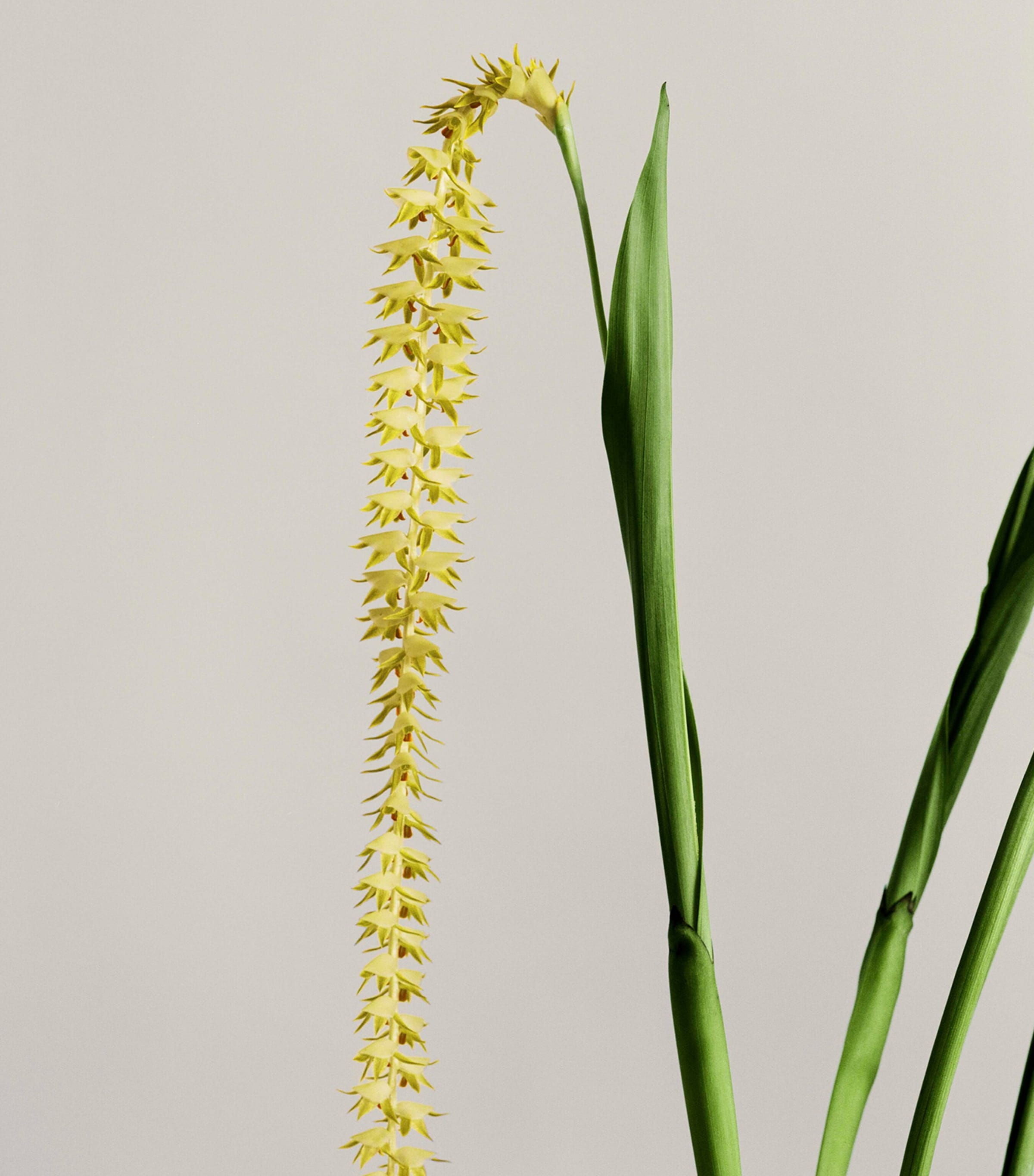 LOEWE Dendrochilum Orchid Candle (170g) | Harrods DE
